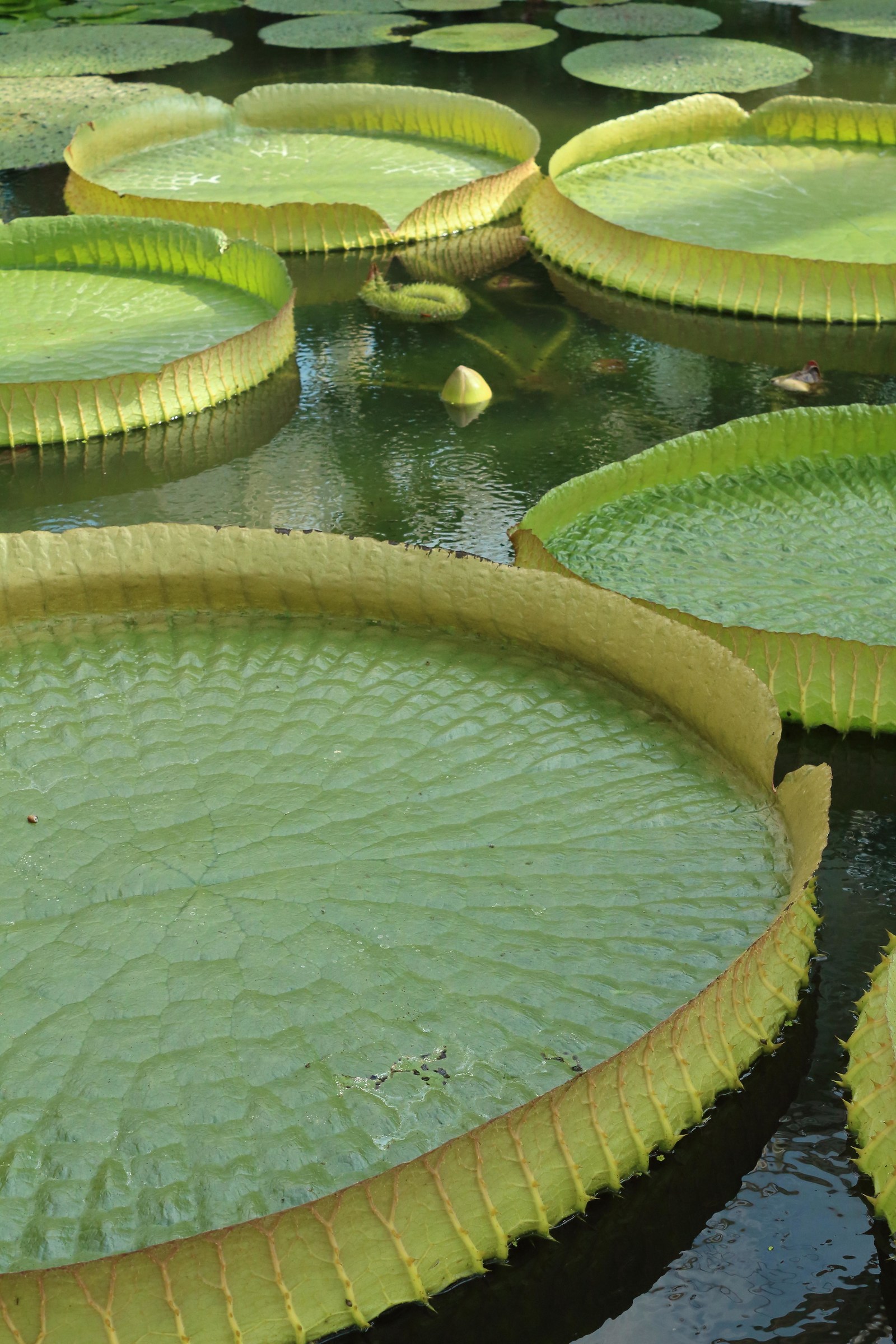 Water plants