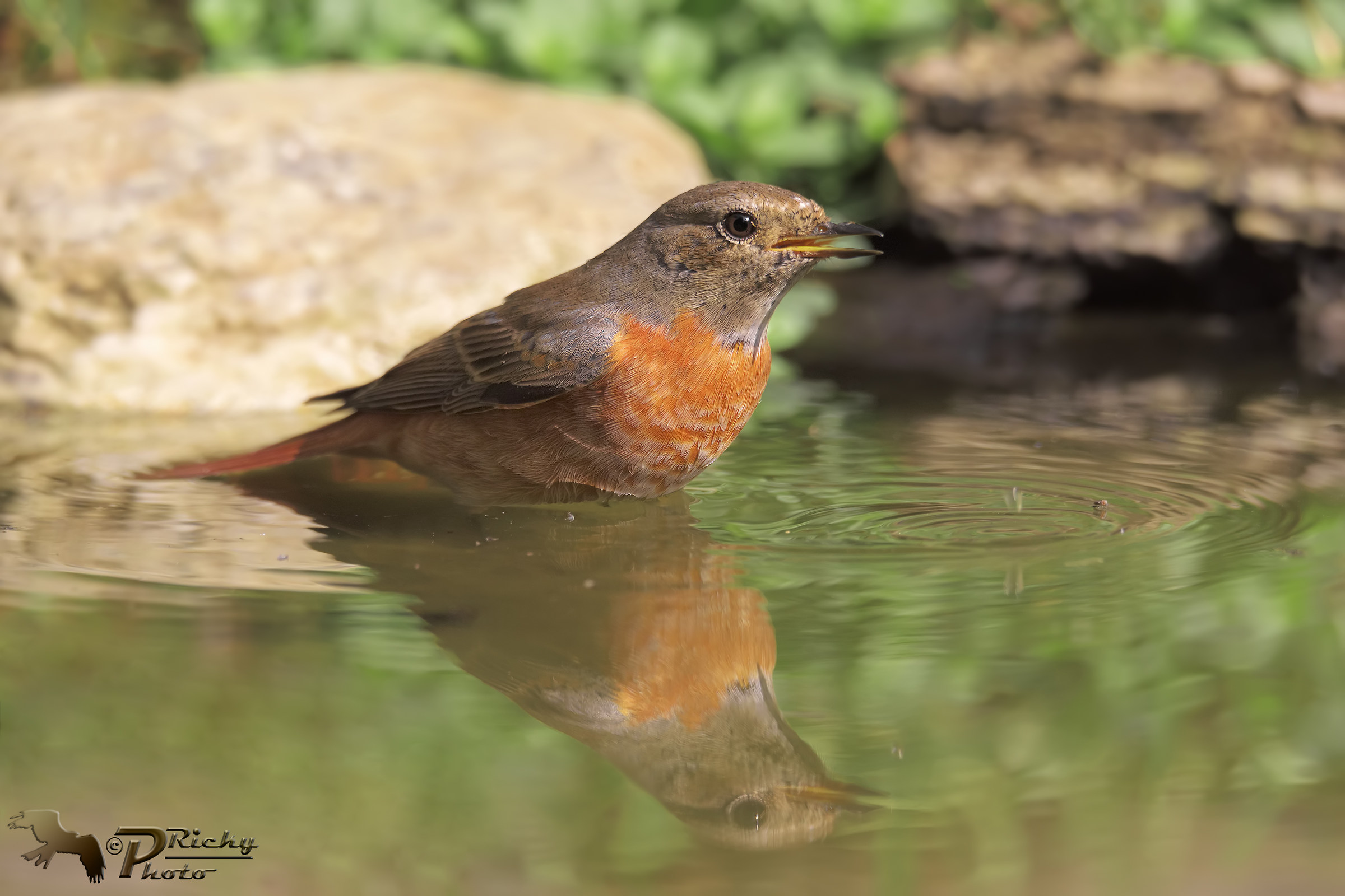 Redstart to the bathroom