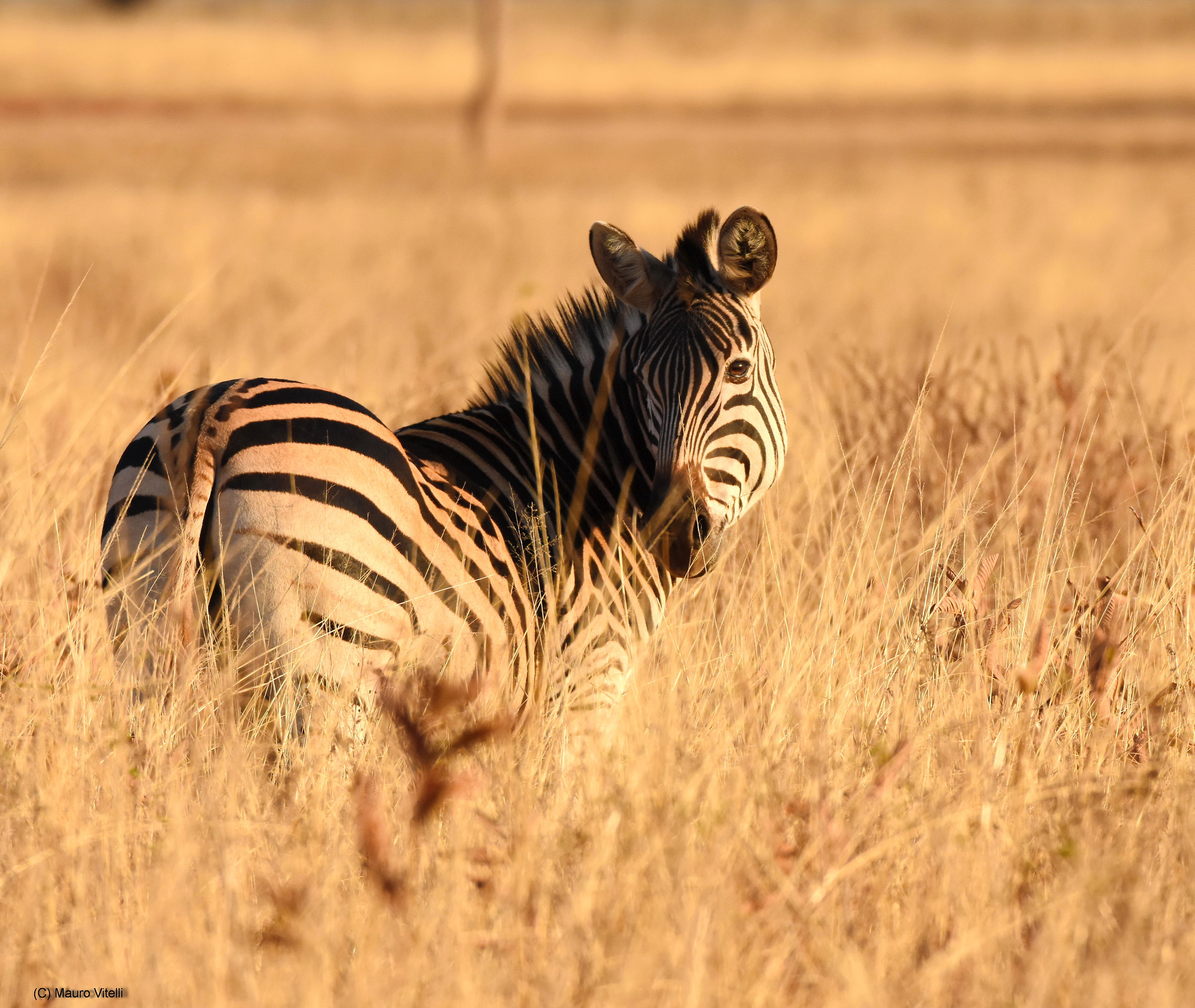 Immersa nella savana