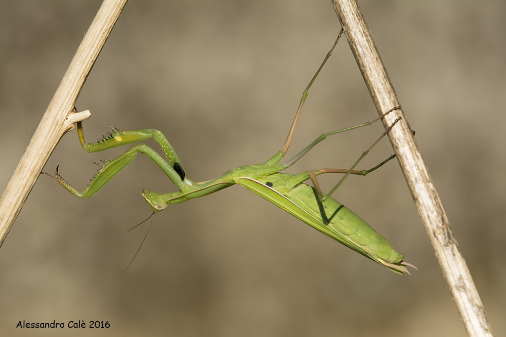 Mantis religiosa (Mantide religiosa) 8136