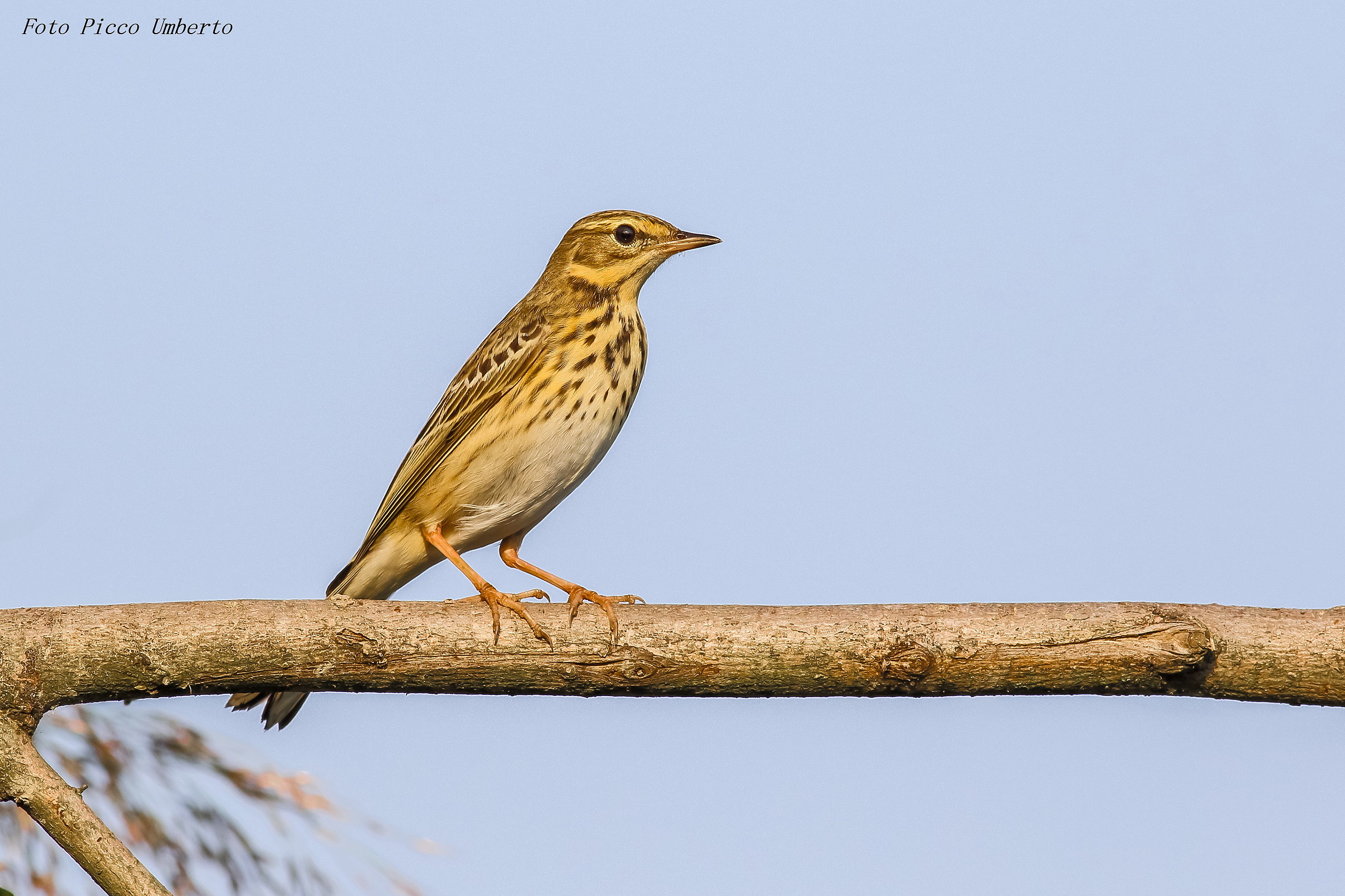 sua maesta la regina il prispolone femmina