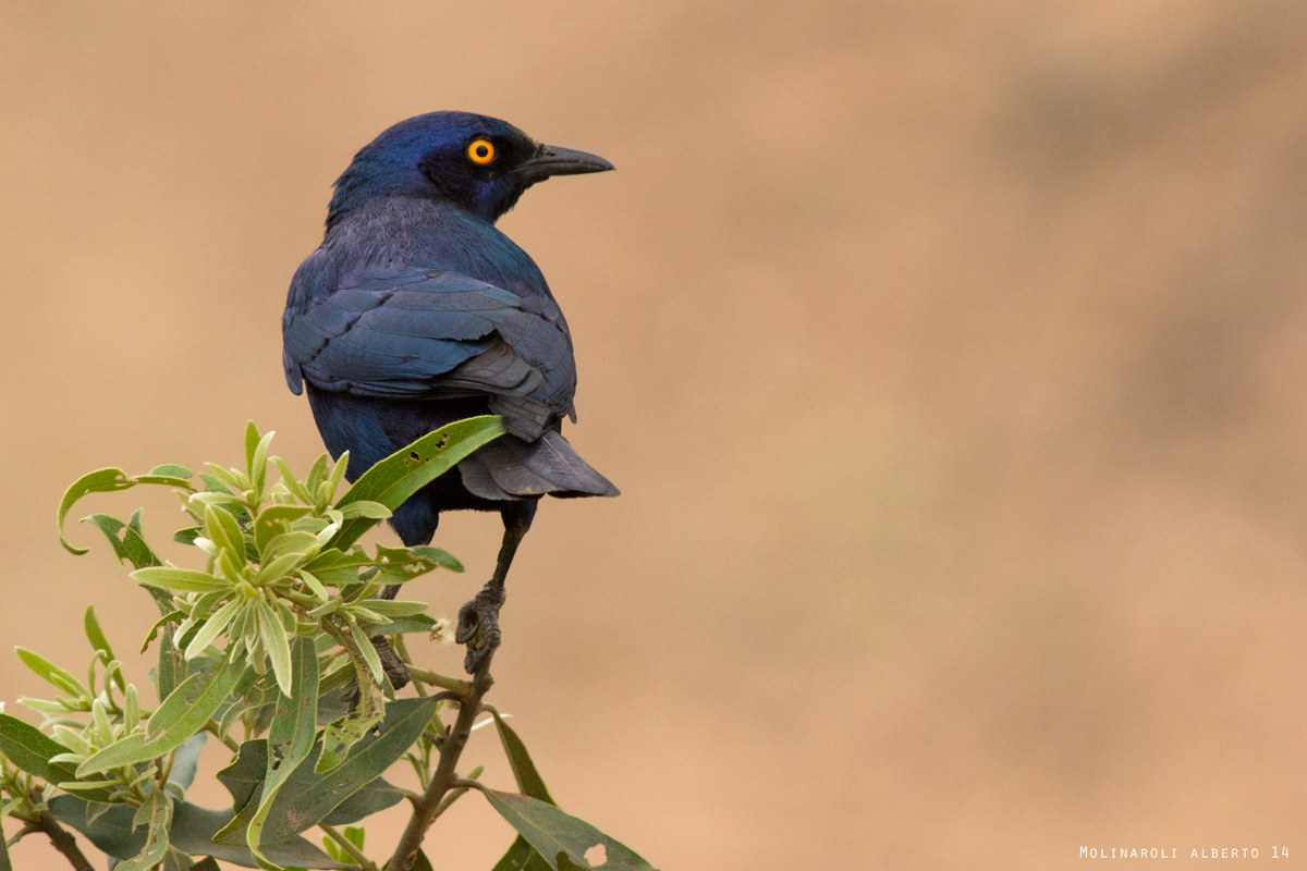 Great blu eared starling