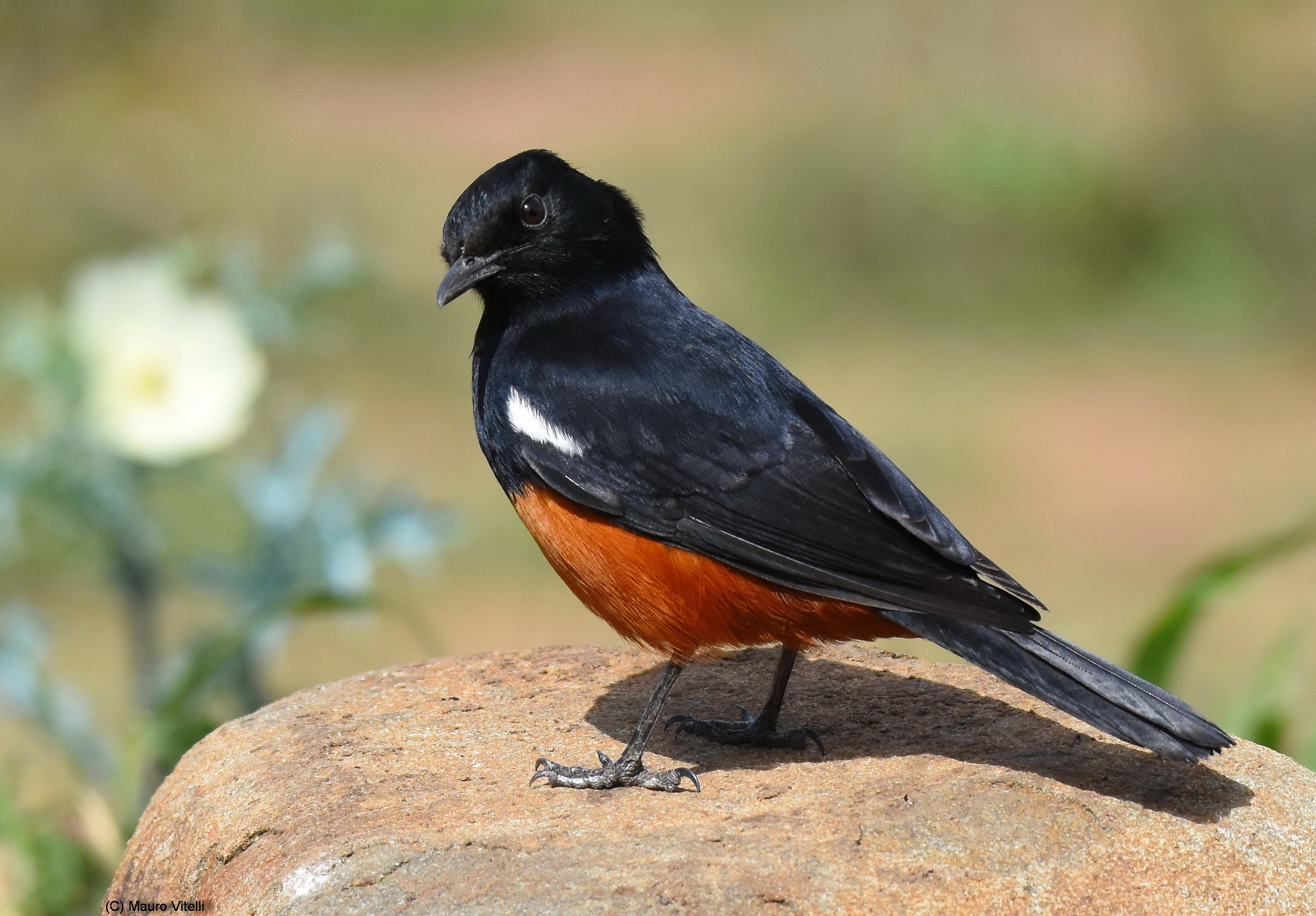 Mocking Cliff Chat (Thamnolaea cinnamomeiventris)