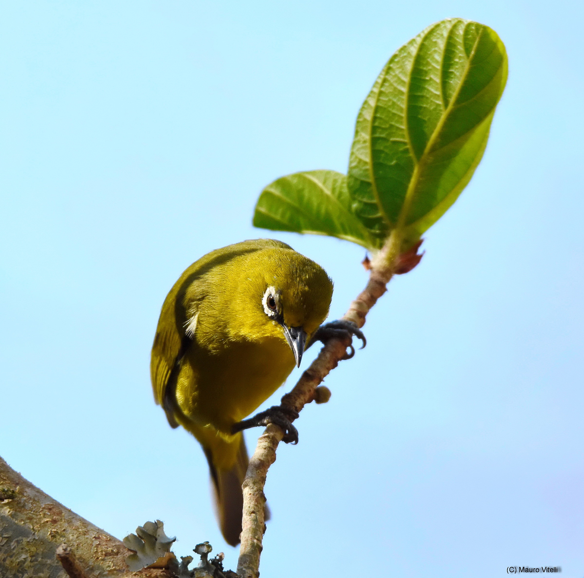 Cape White-eye (Zosterops pallidus)