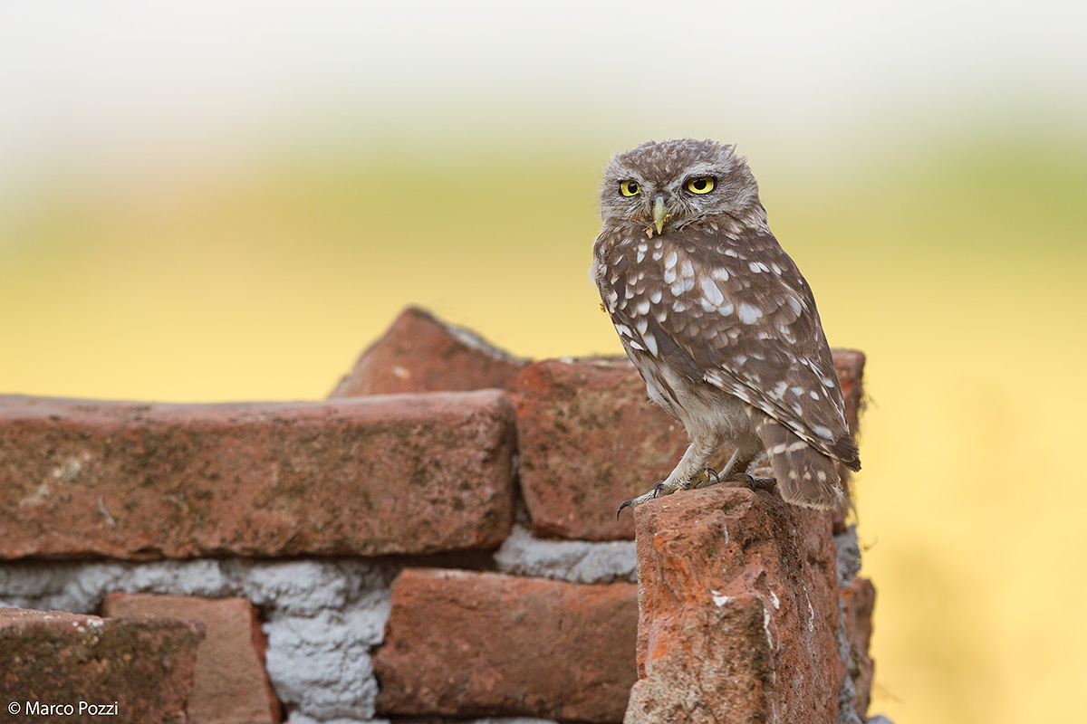Little Owl in the countryside