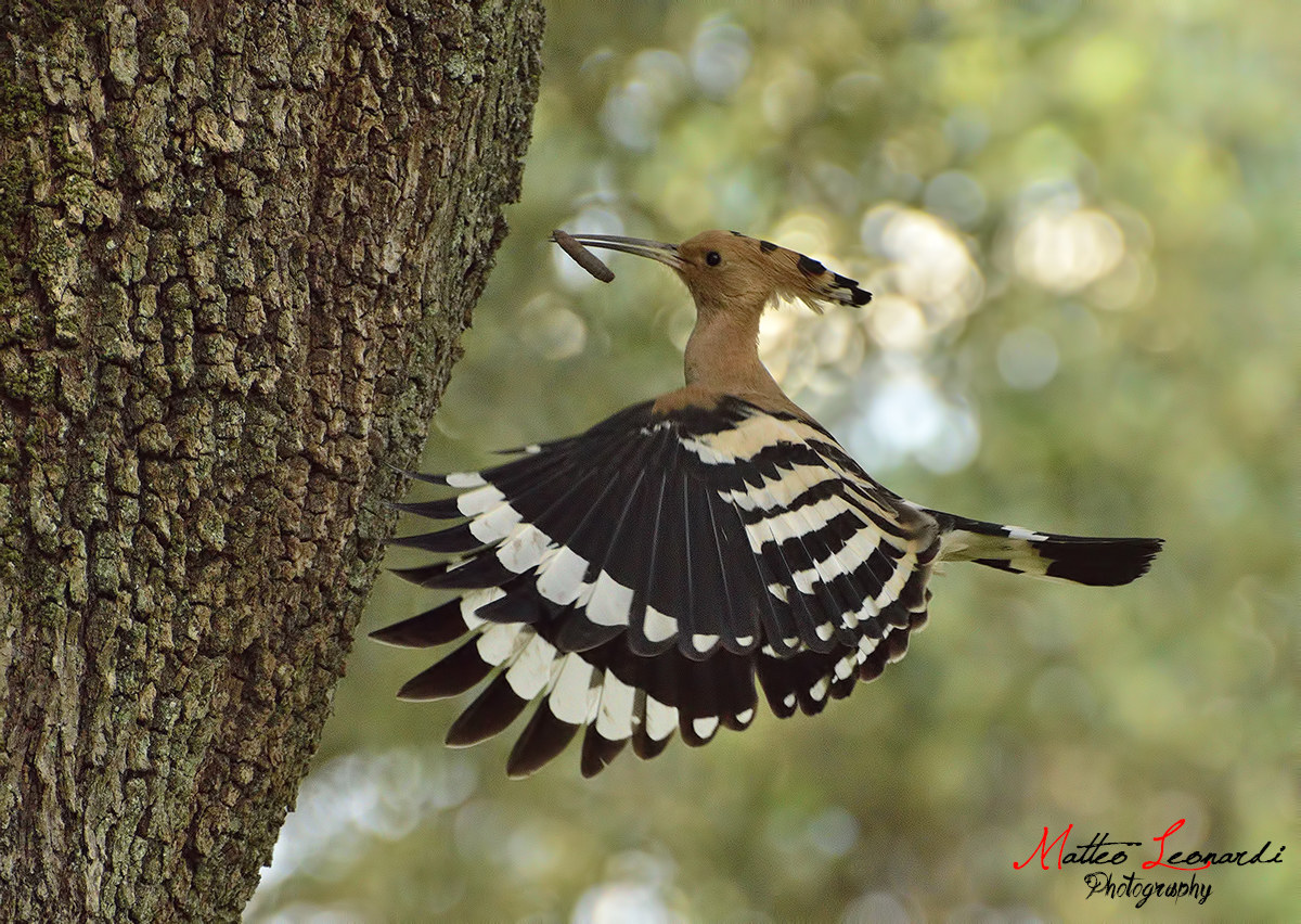 Hoopoe