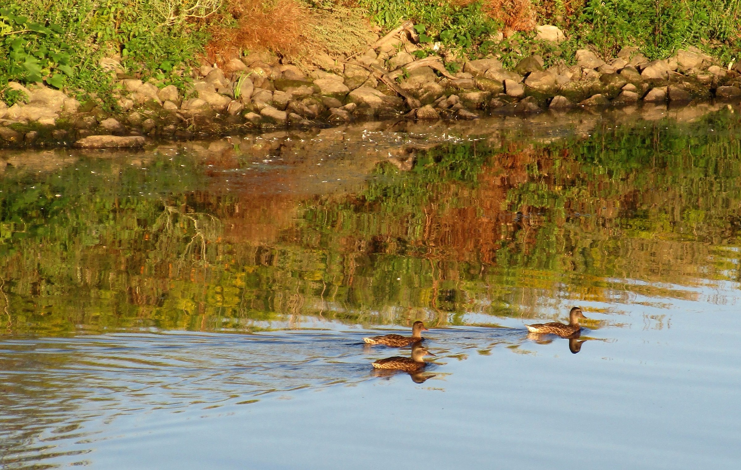 Windermere Basin - Reflections and Ducks