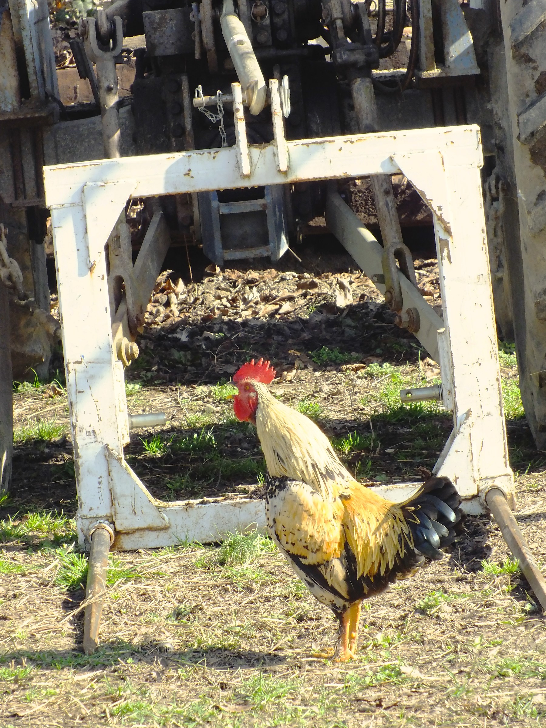 Il gallo che fugge dalla tela