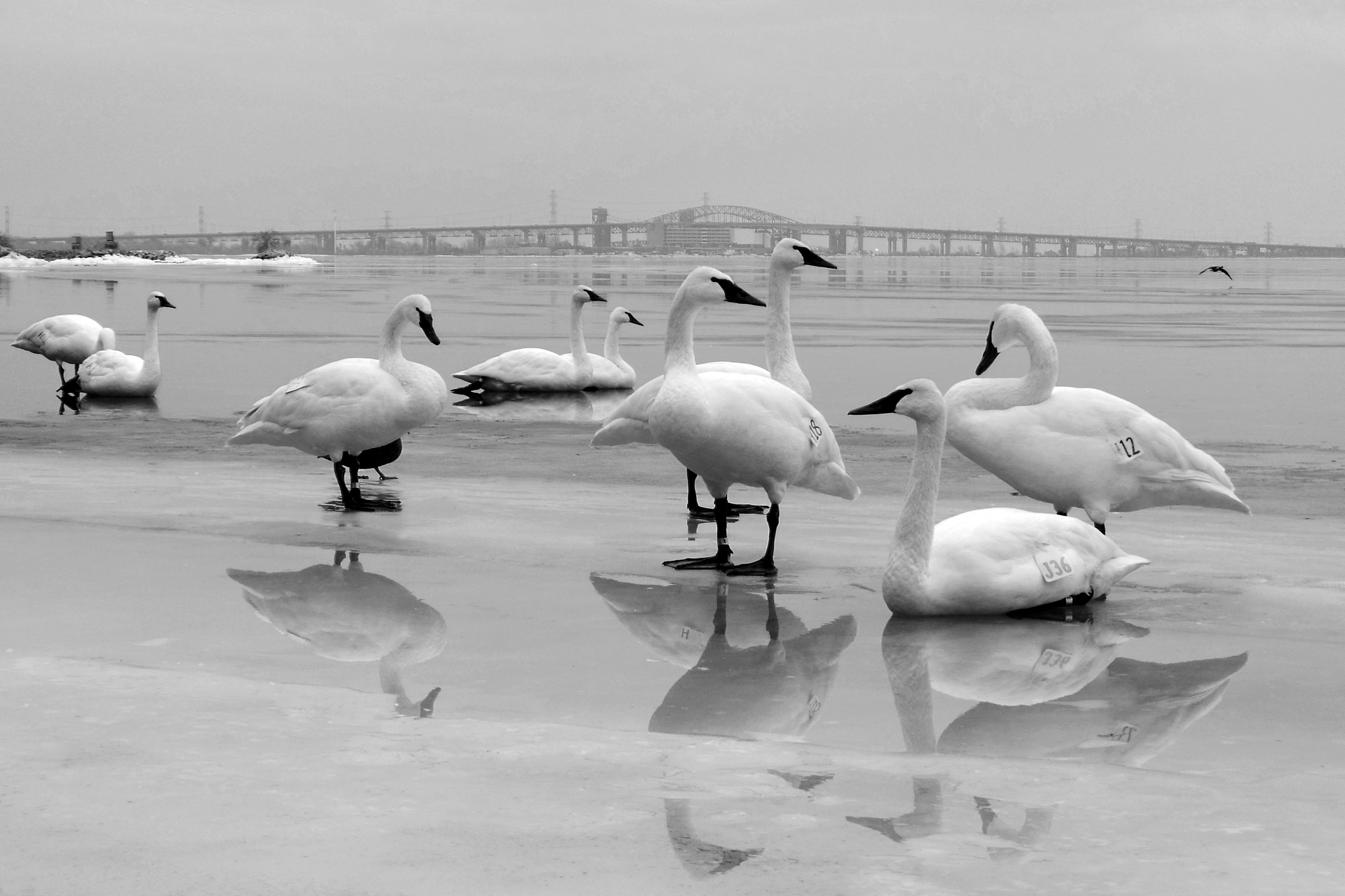 Swans on frozen Lake