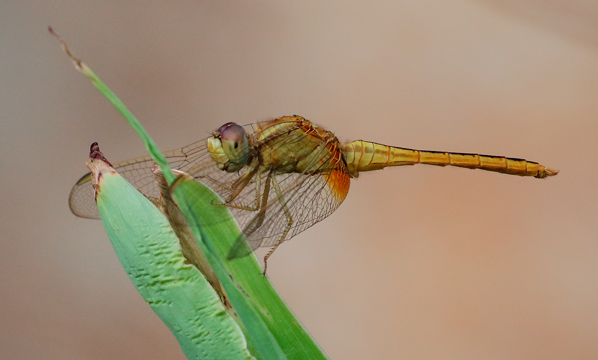 Dragon Fly.