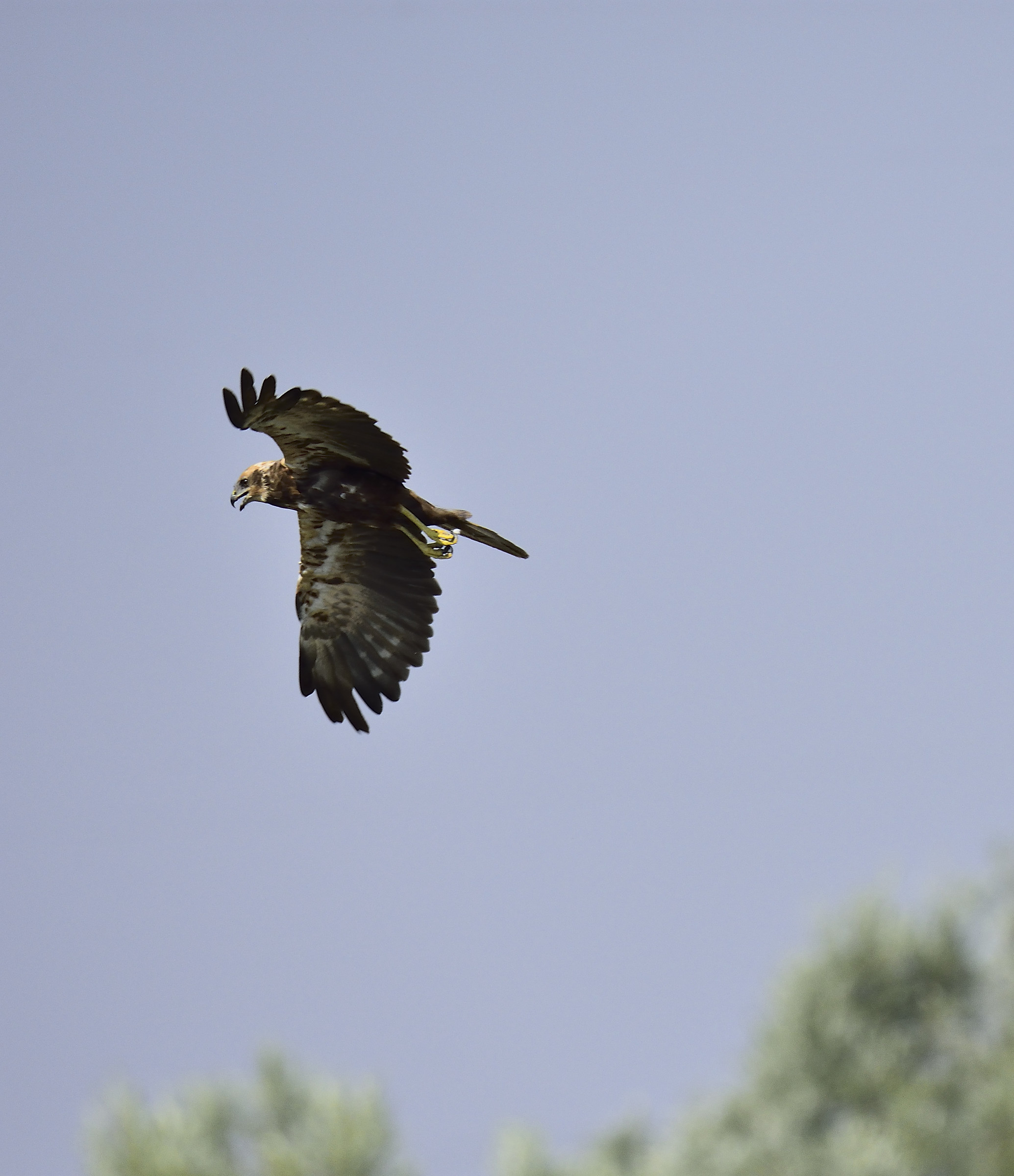 female marsh harrier