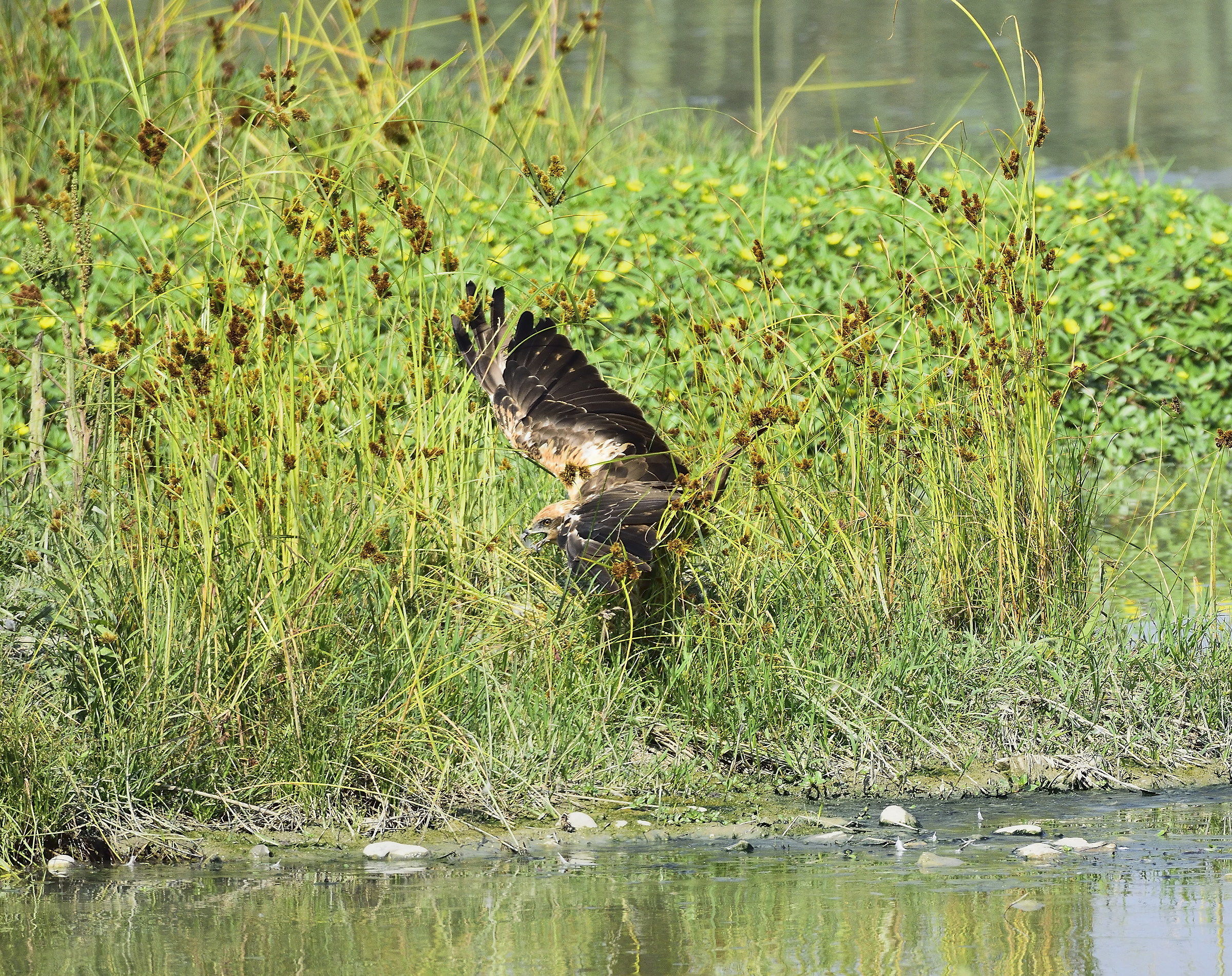 female marsh harrier