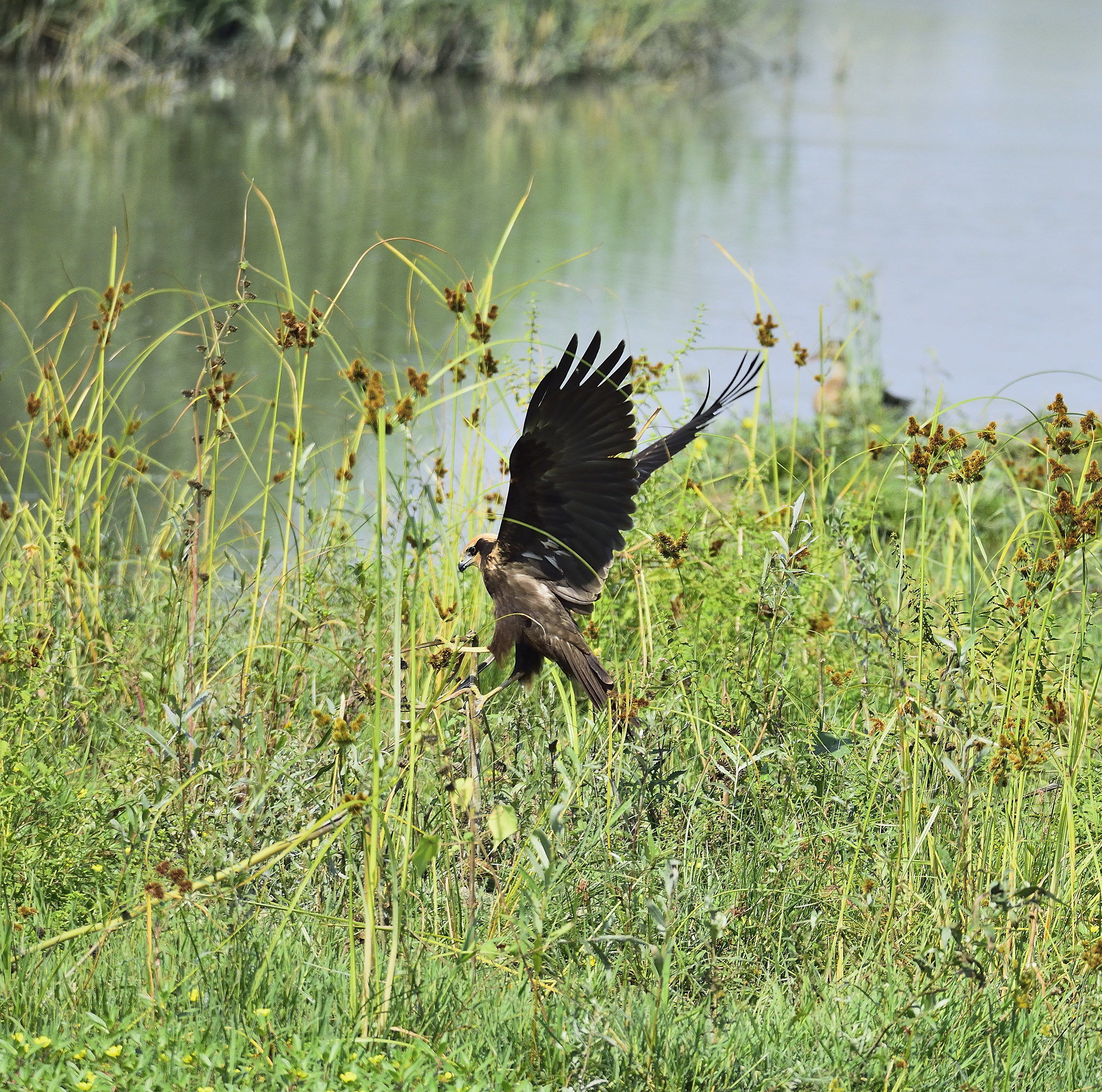 female marsh harrier