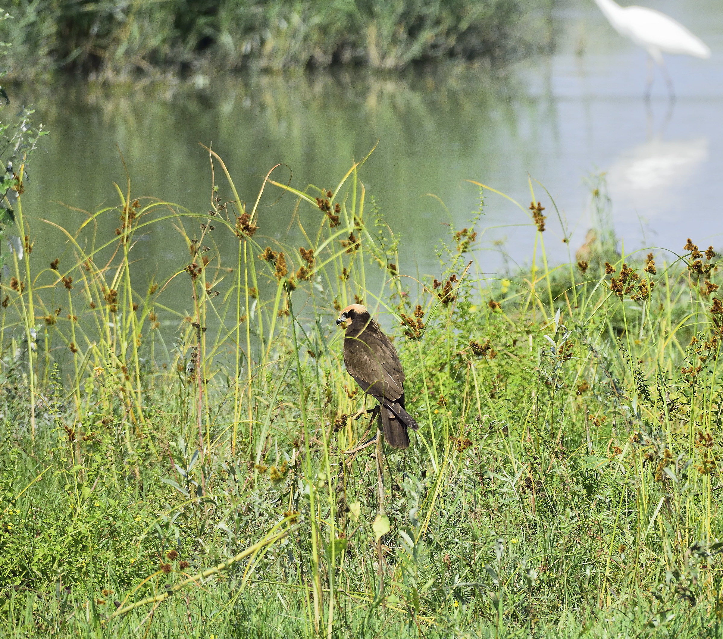 female marsh harrier