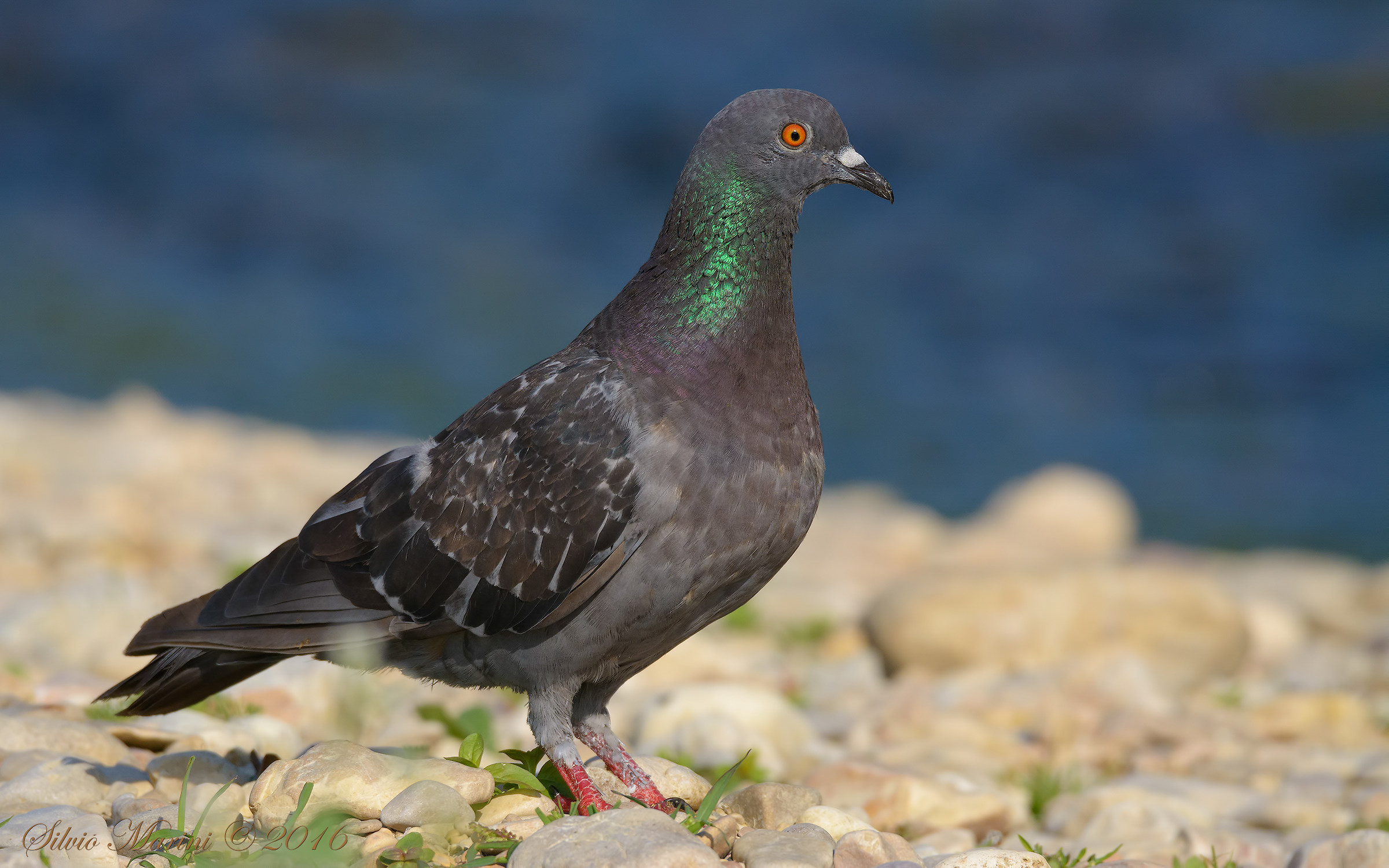 Piccione (Columba livia)