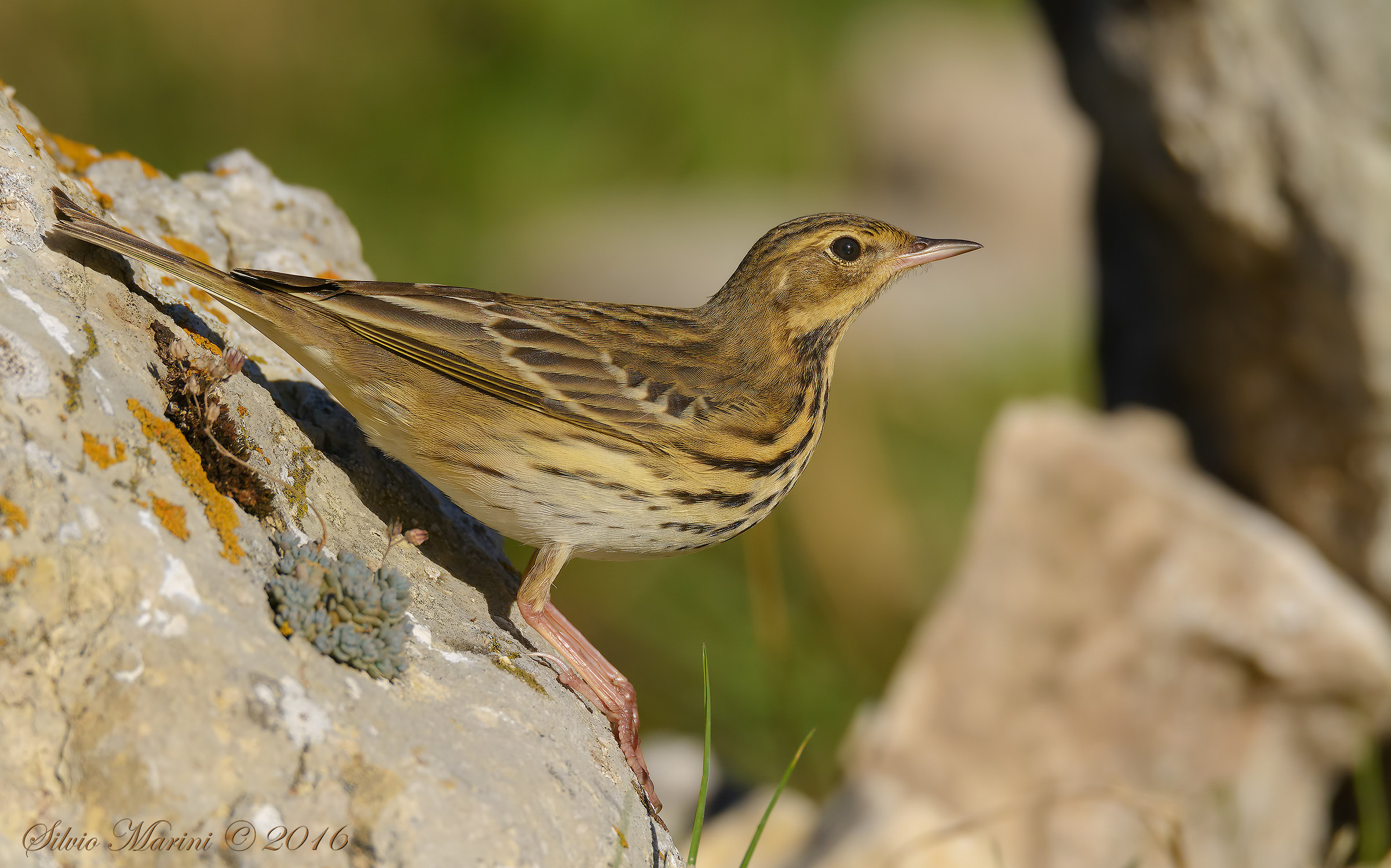 Prispolone (Anthus trivialis)