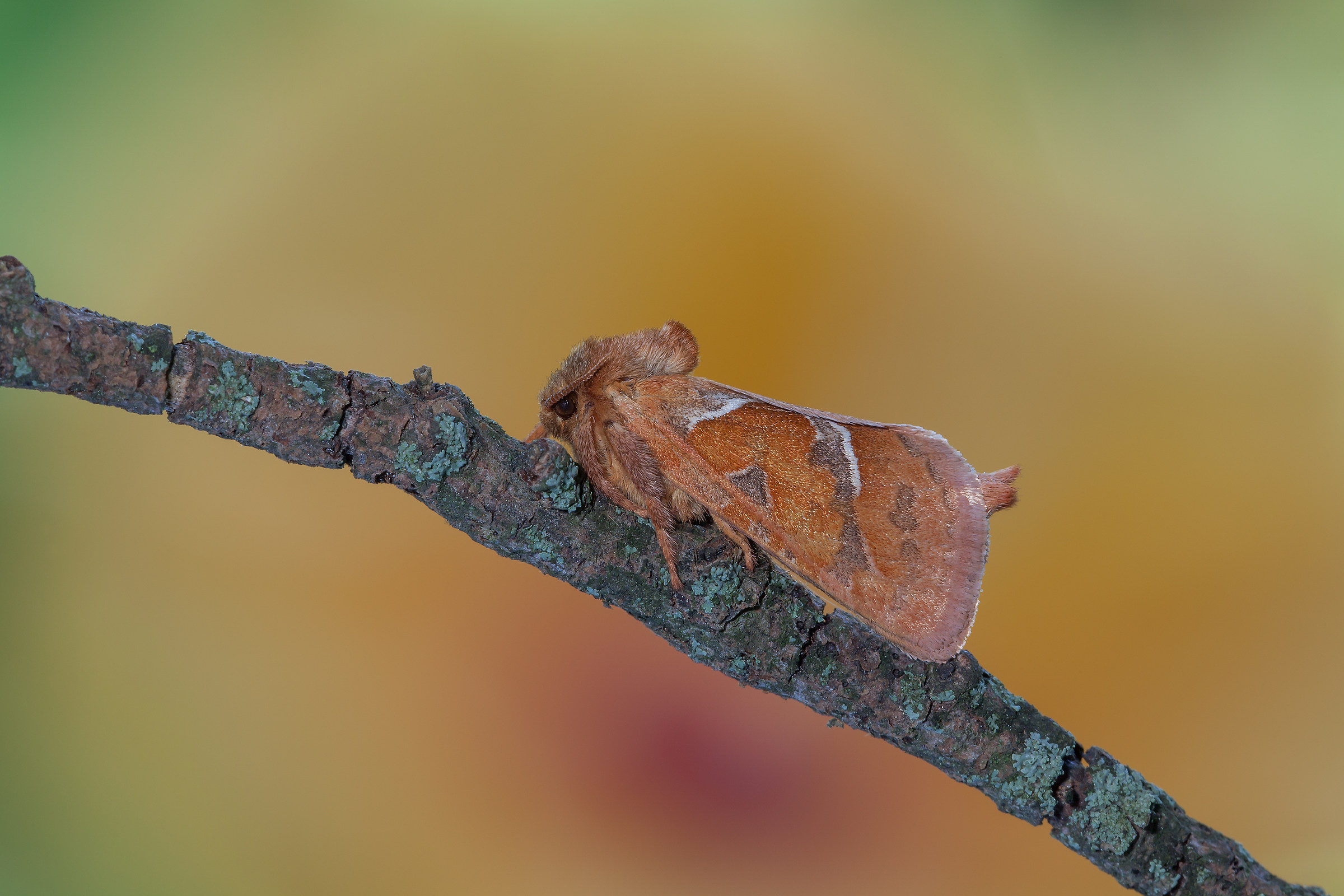 Triodia Sylvina (Linnaeus, 1761)