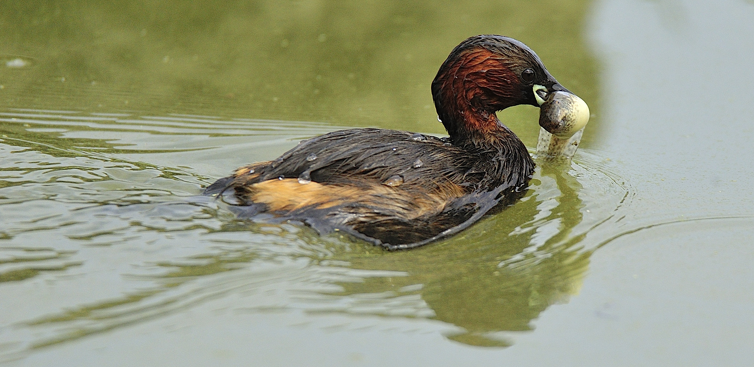 Little Grebe with tadpole