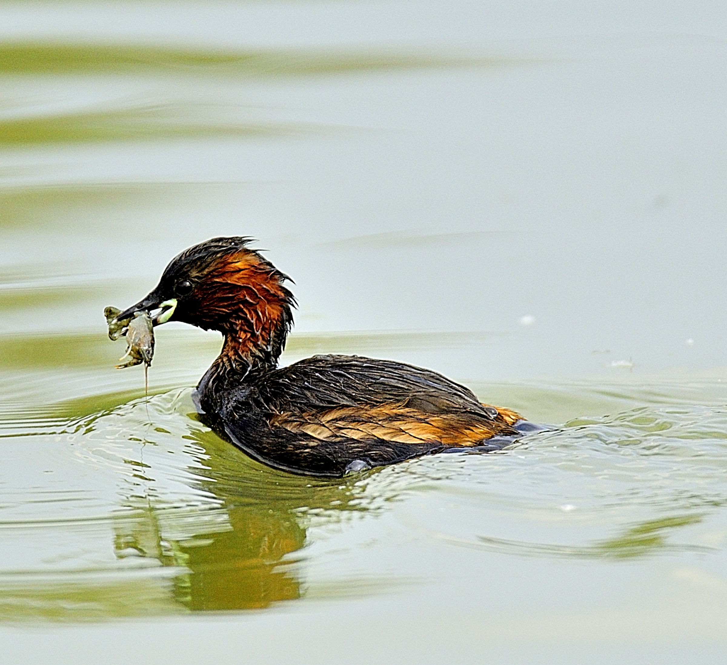 Little Grebe and shrimp