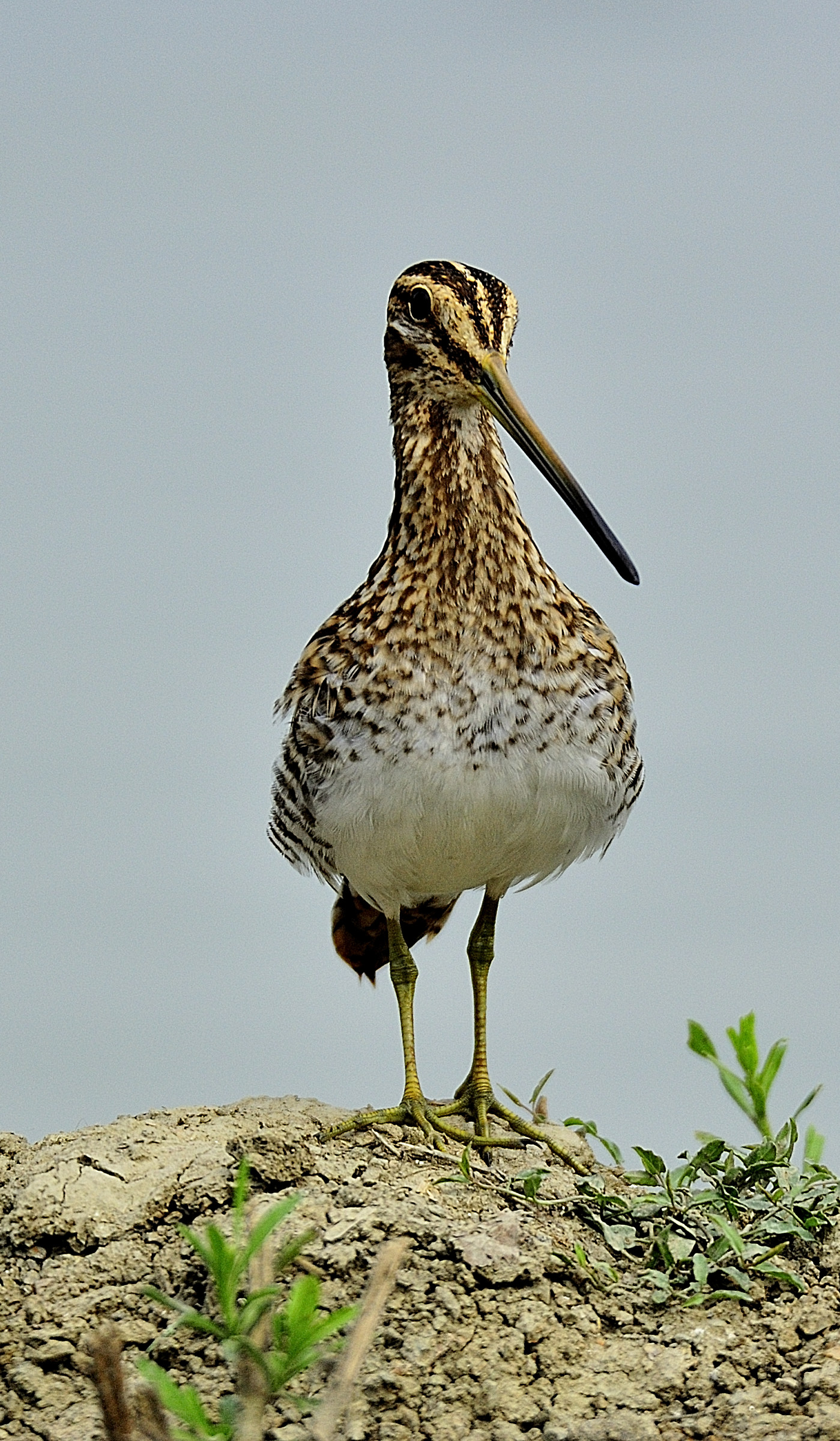 Snipe