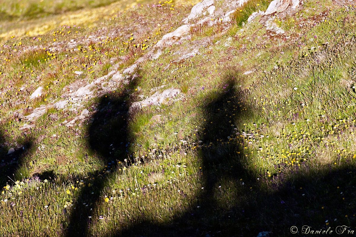 Shadows on the flowers.
