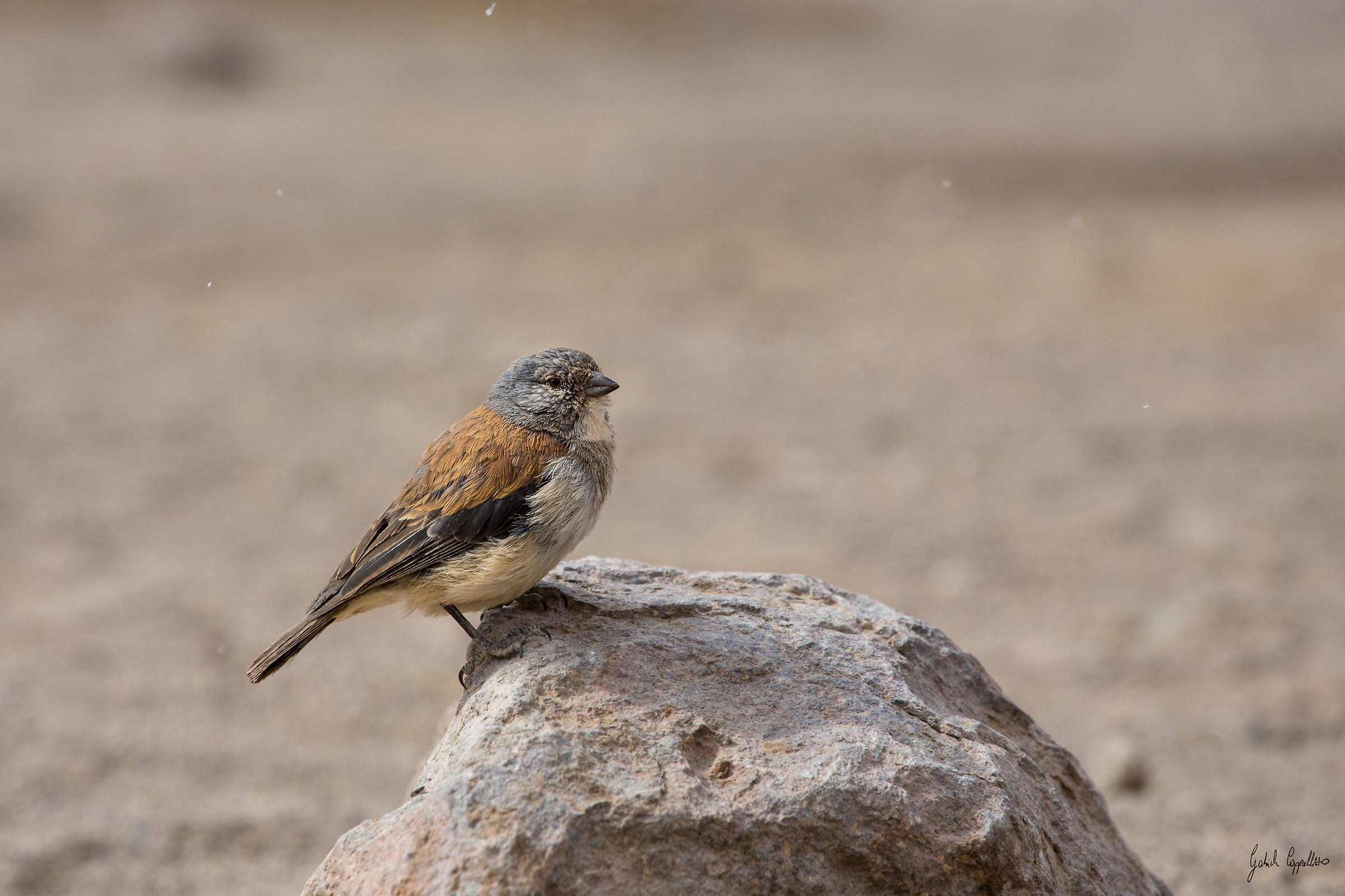 In sedesrto under snowfall