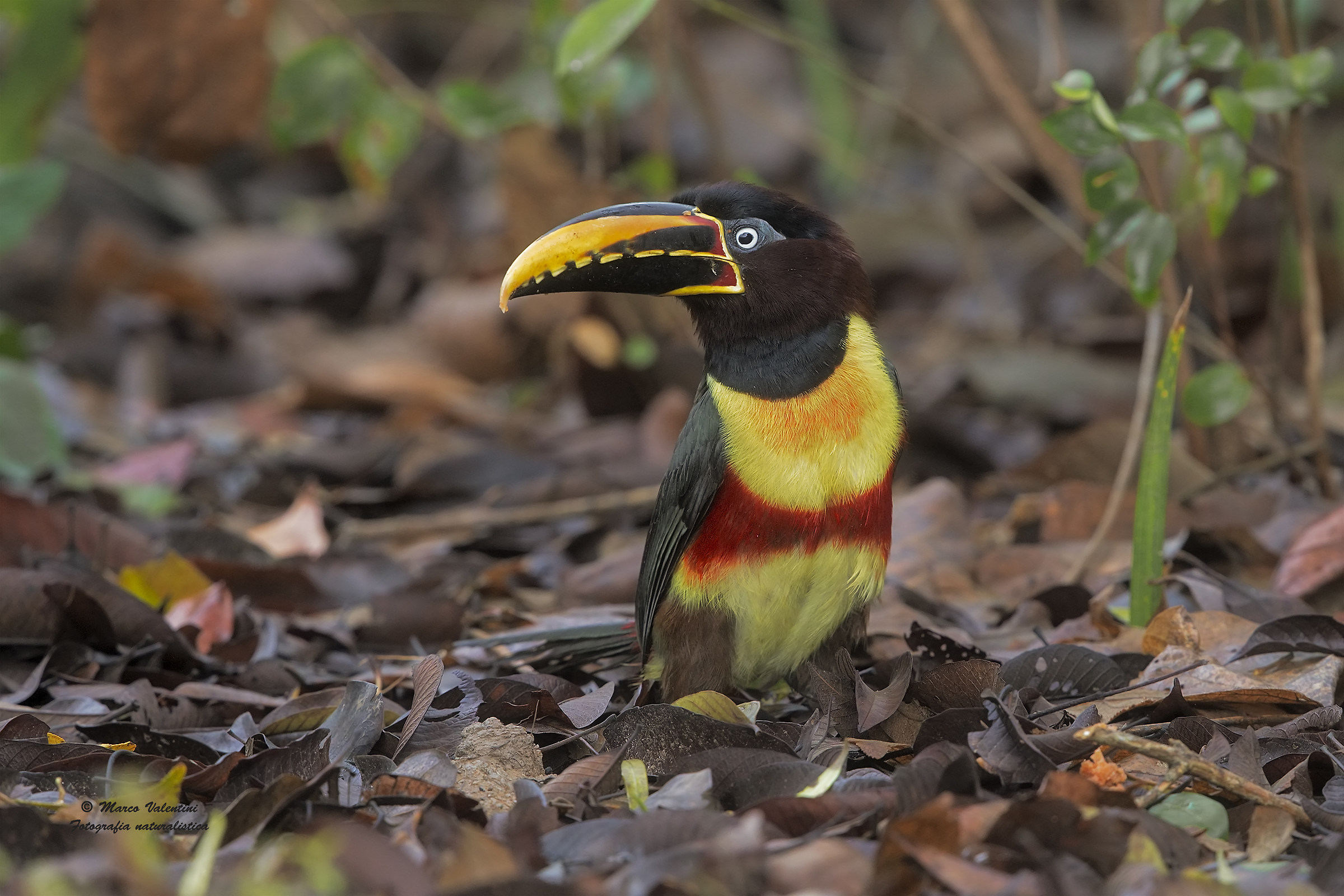Aracari chestnut cheeks