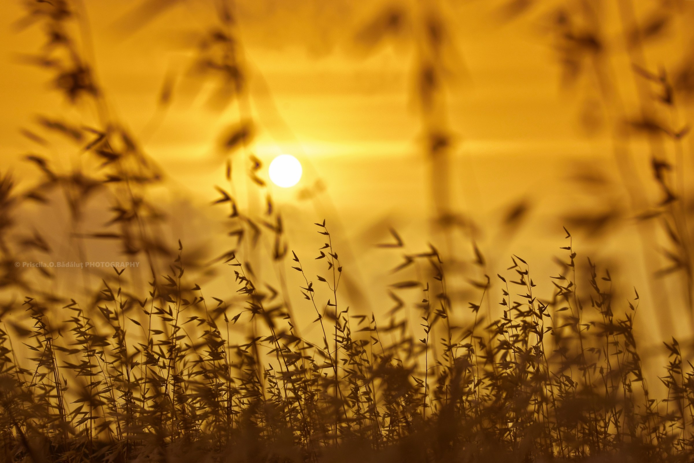 my sun sets to rise again