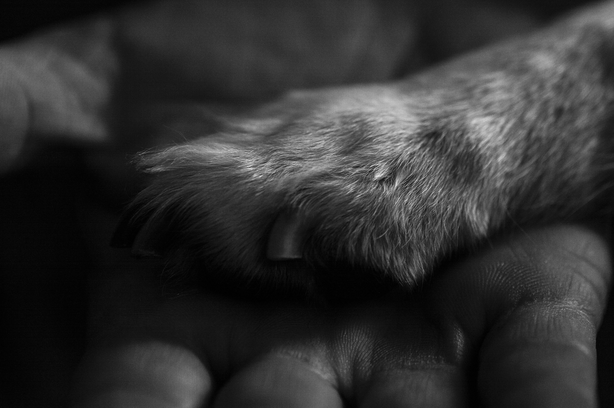 better the paw of a dog that the hand of an infamous