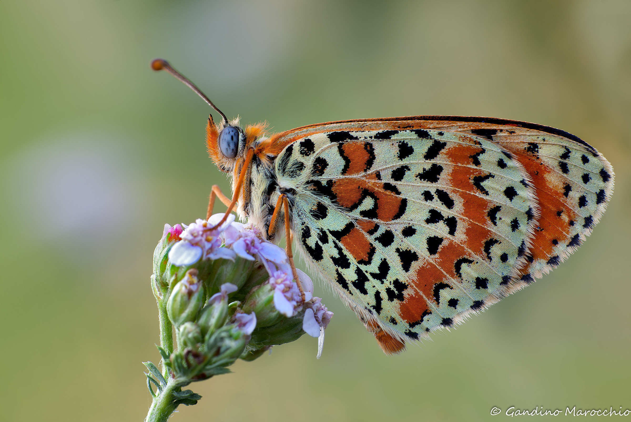 Melitaea Didyma