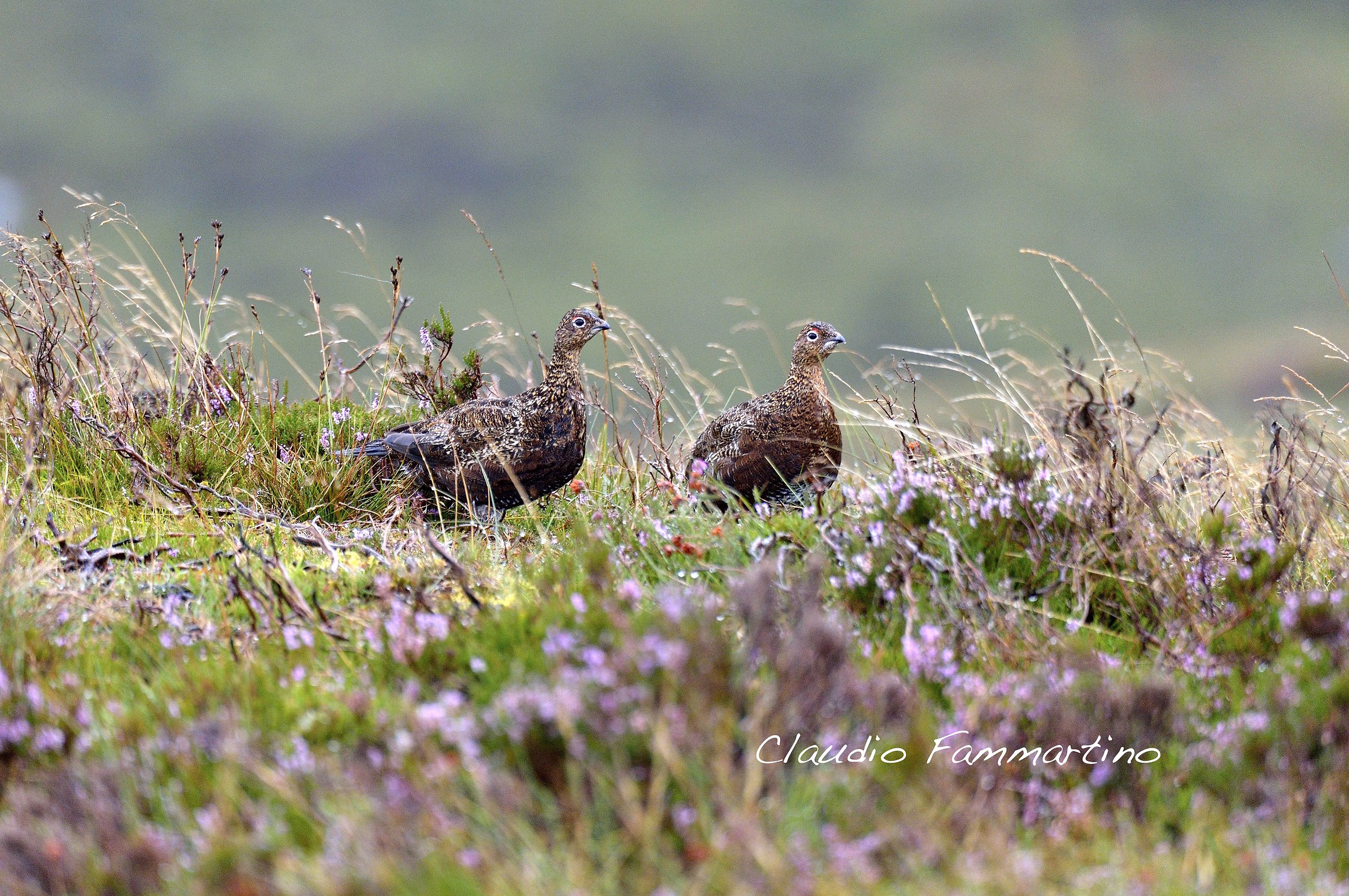 Scottish partridge