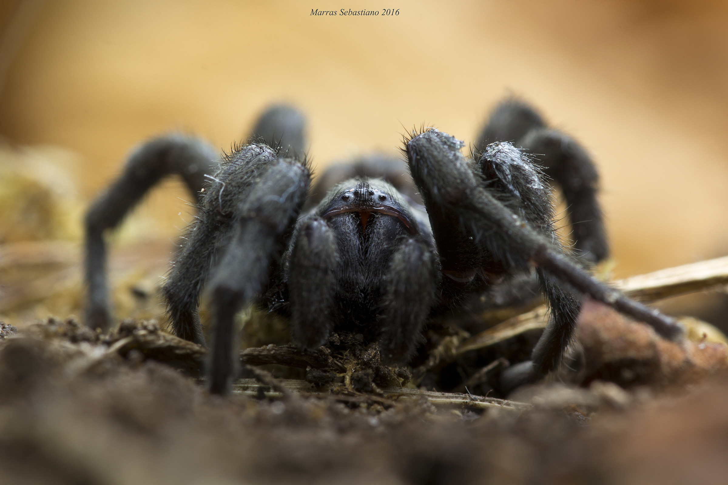 Amblyocarenum nuragicus ( ragno botola nuragico )