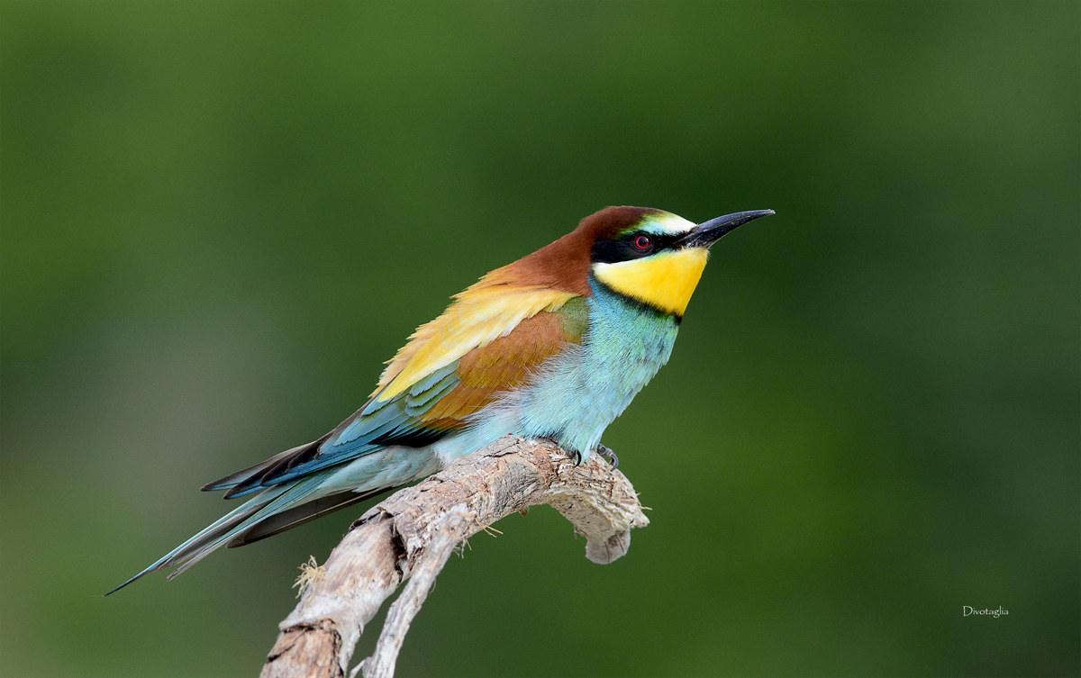 Bee Eater