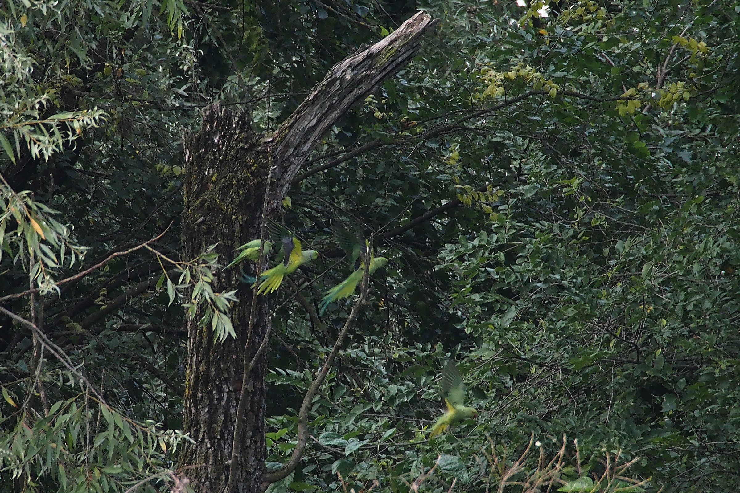 Un angolino tropicale al parco delle cave