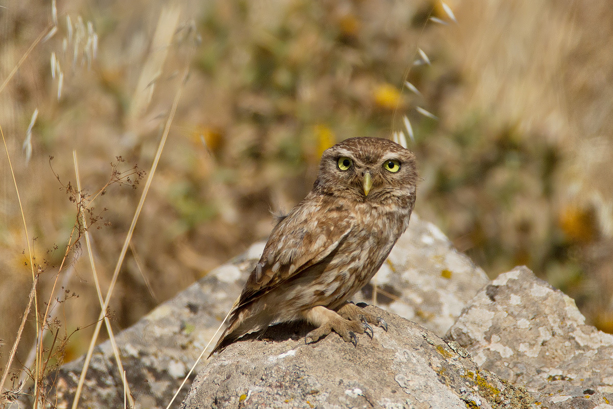 owl Sardinian