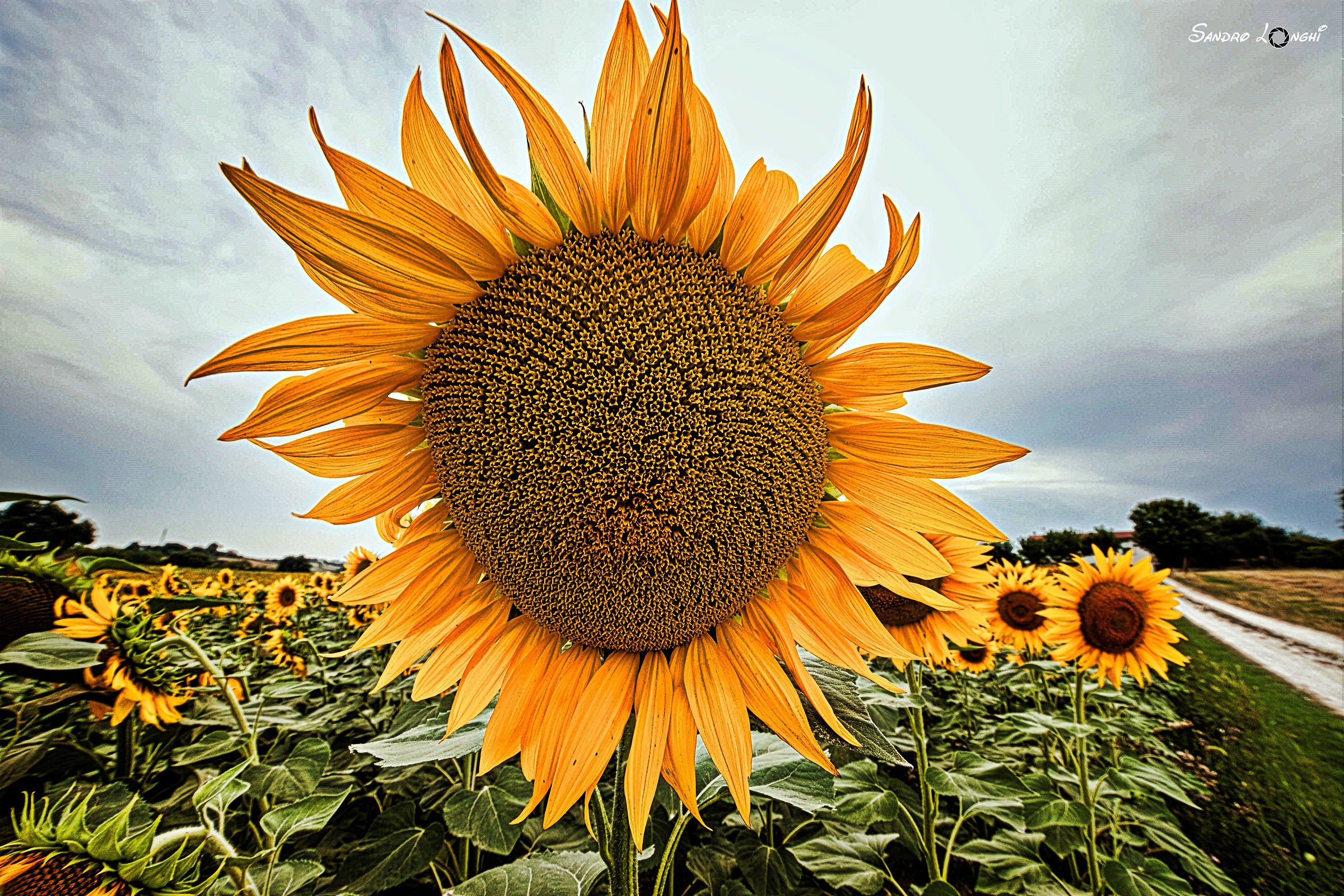 I Ritardatari dell'Estate