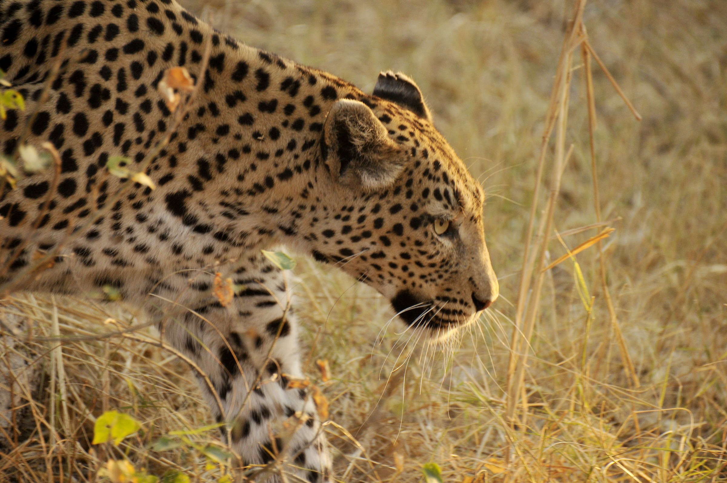 Leopard hunting