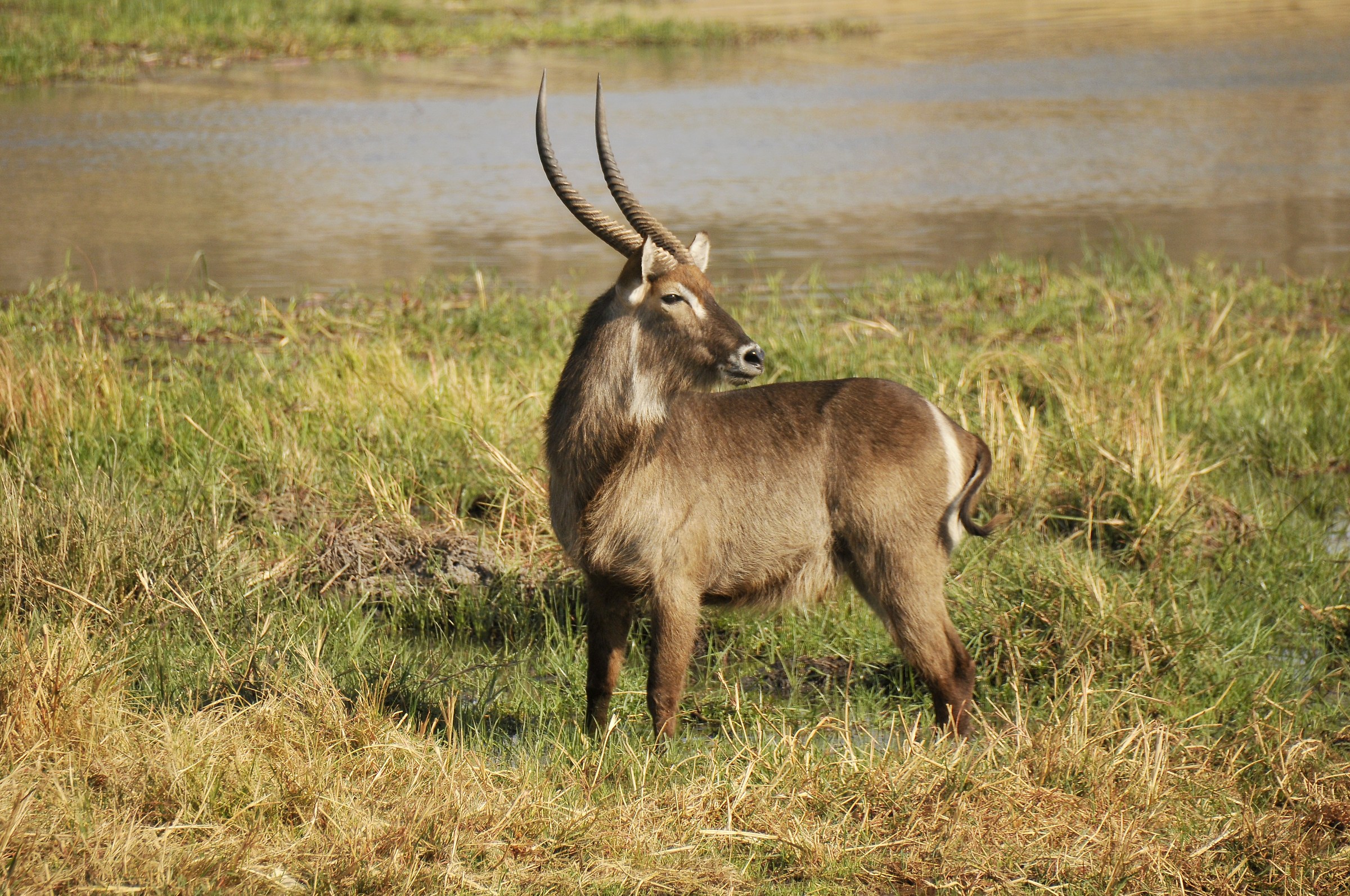 Antelope unnamed :-(