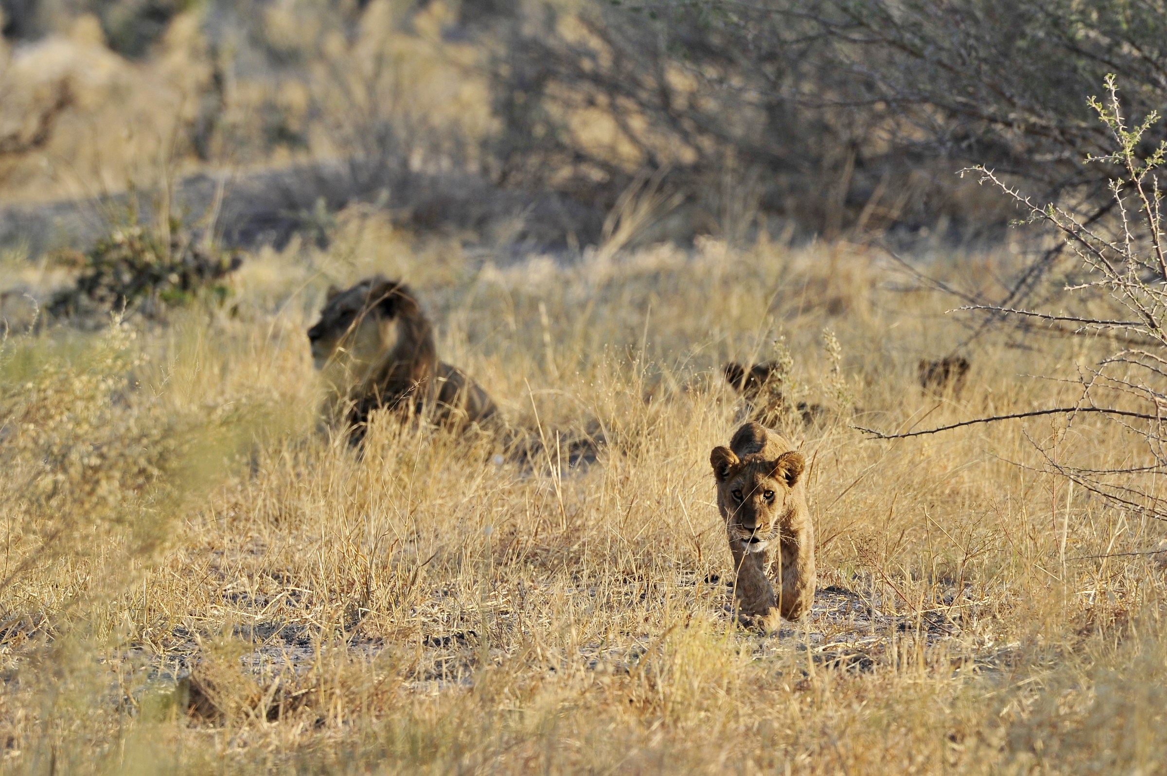 puppy in exploration