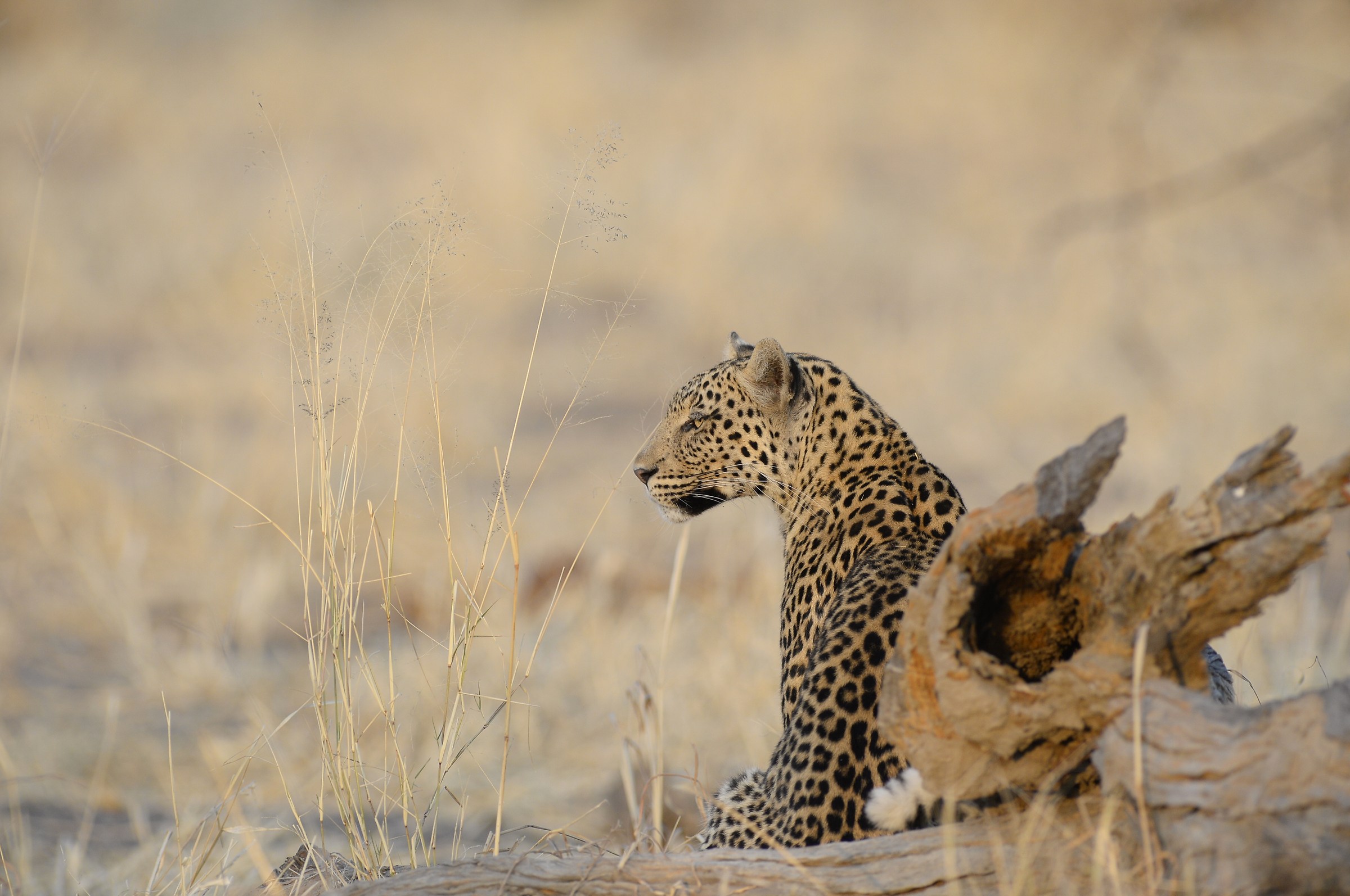 Leopard waiting