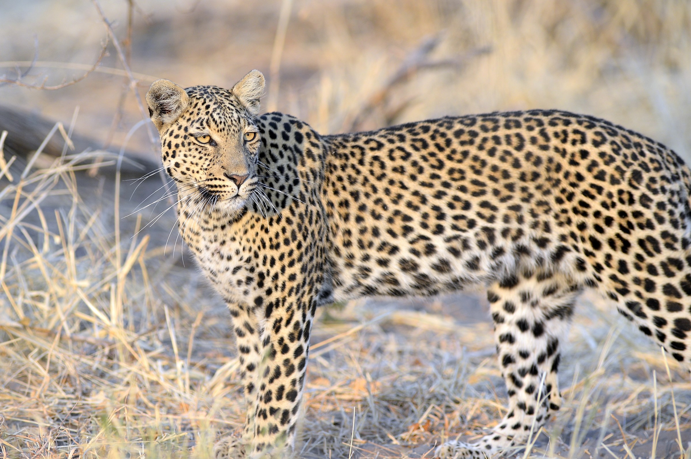 but as they are beautiful!