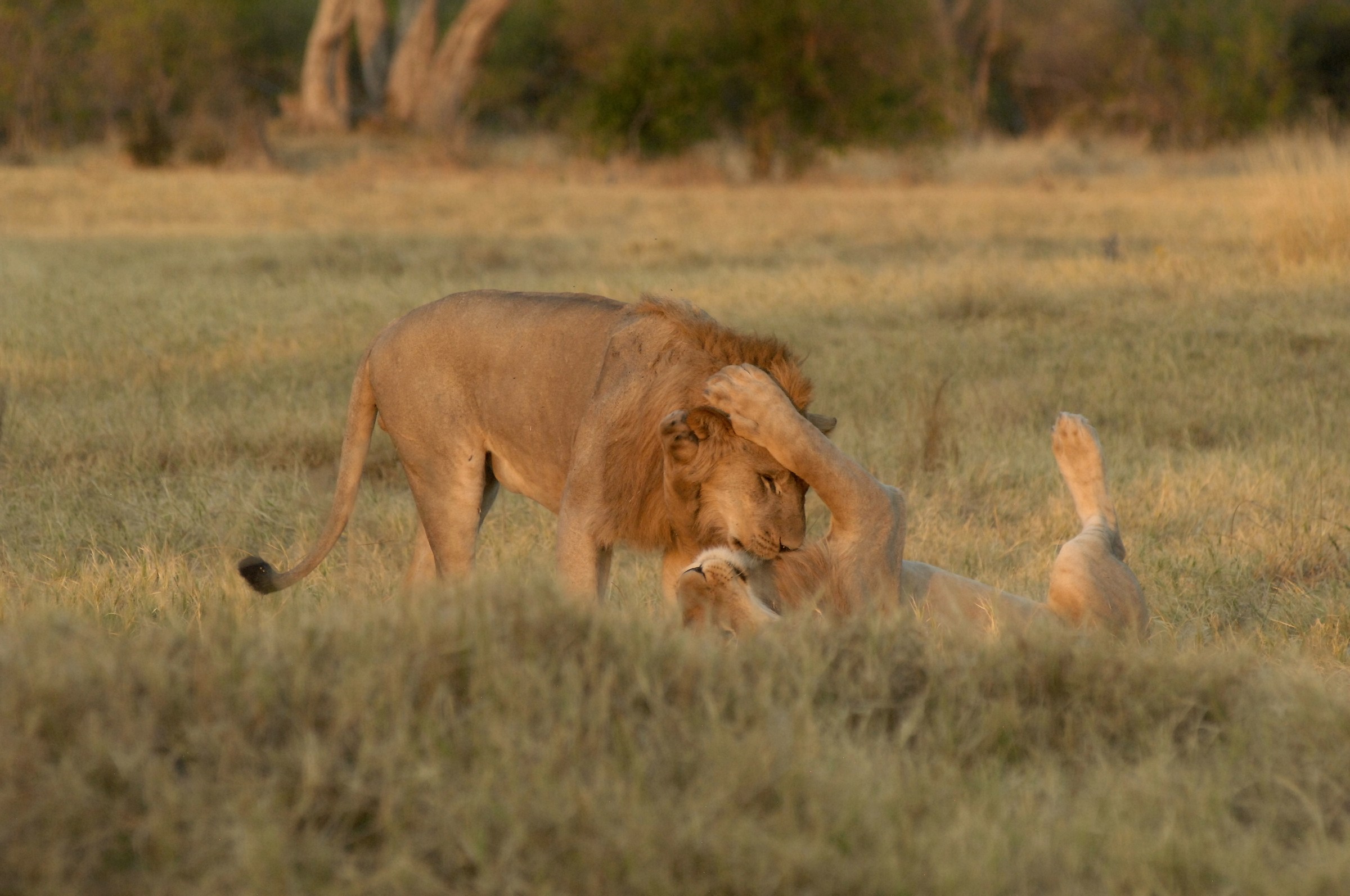 cuddling lions