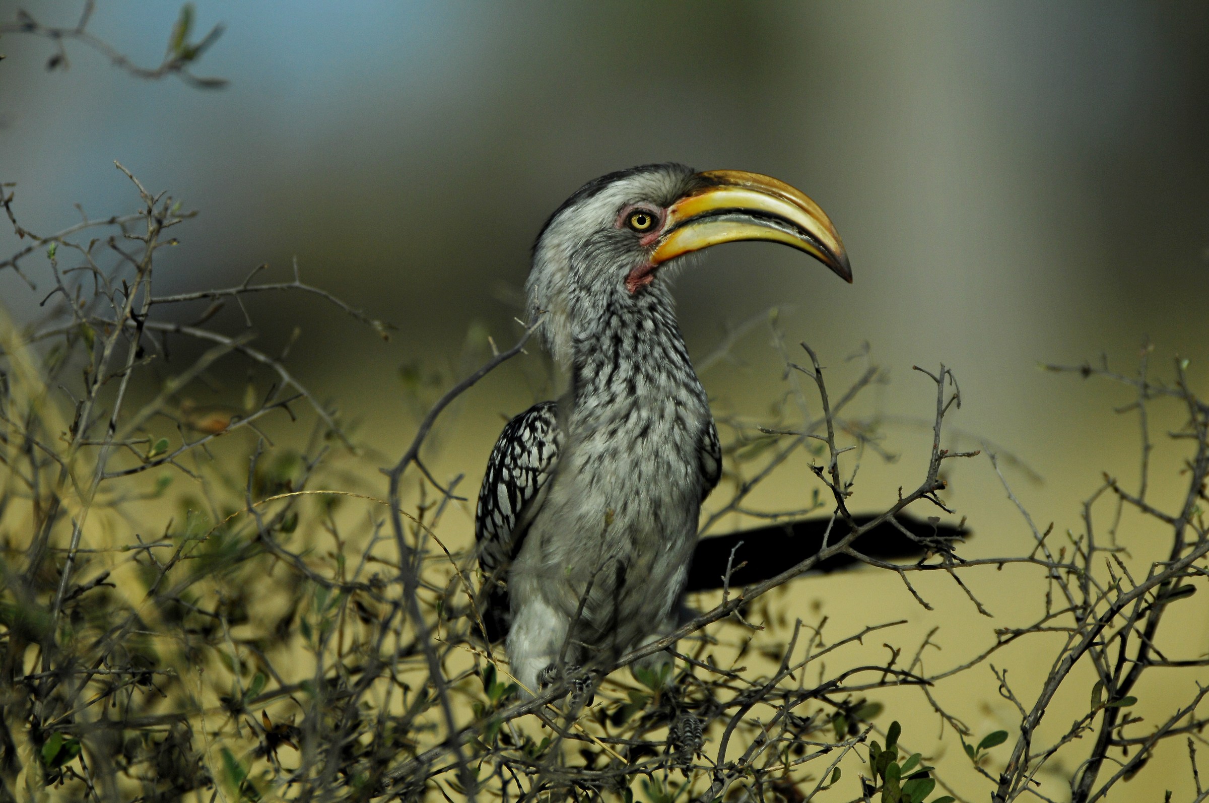 Yellow-billed hornbill