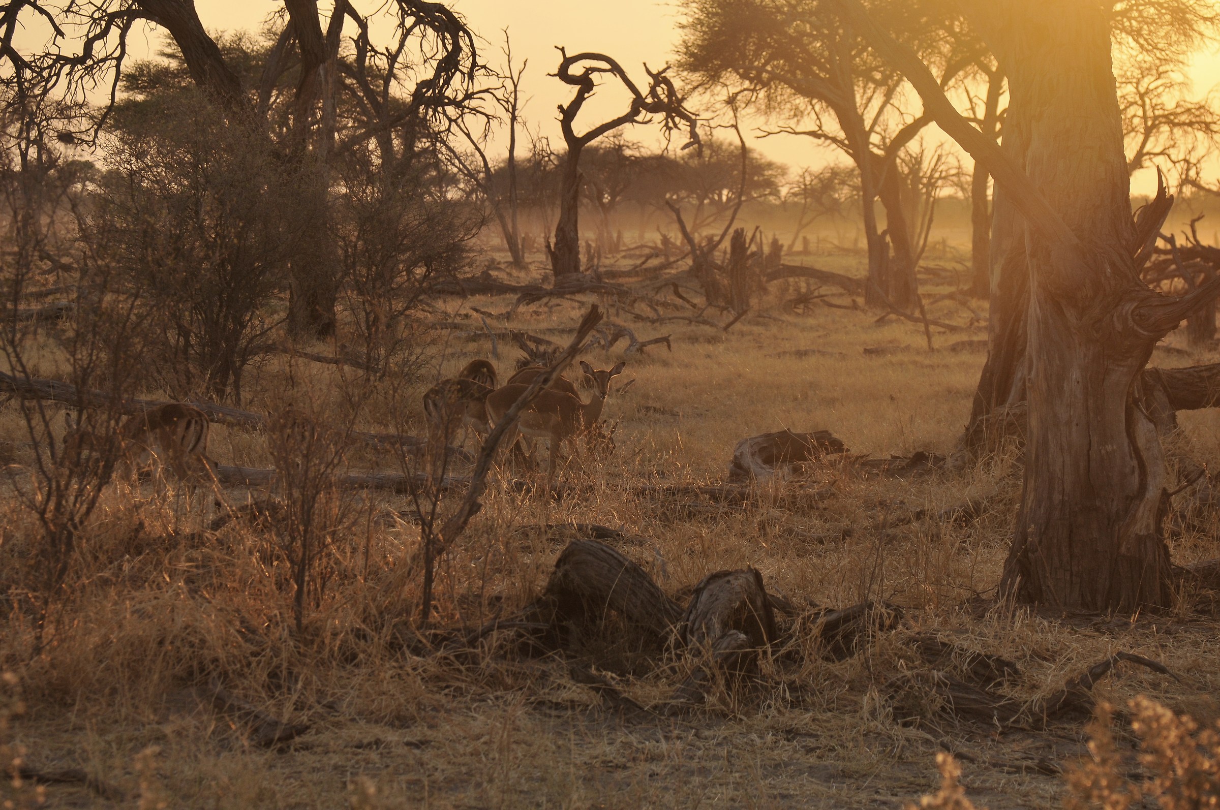 Impalas in morning light