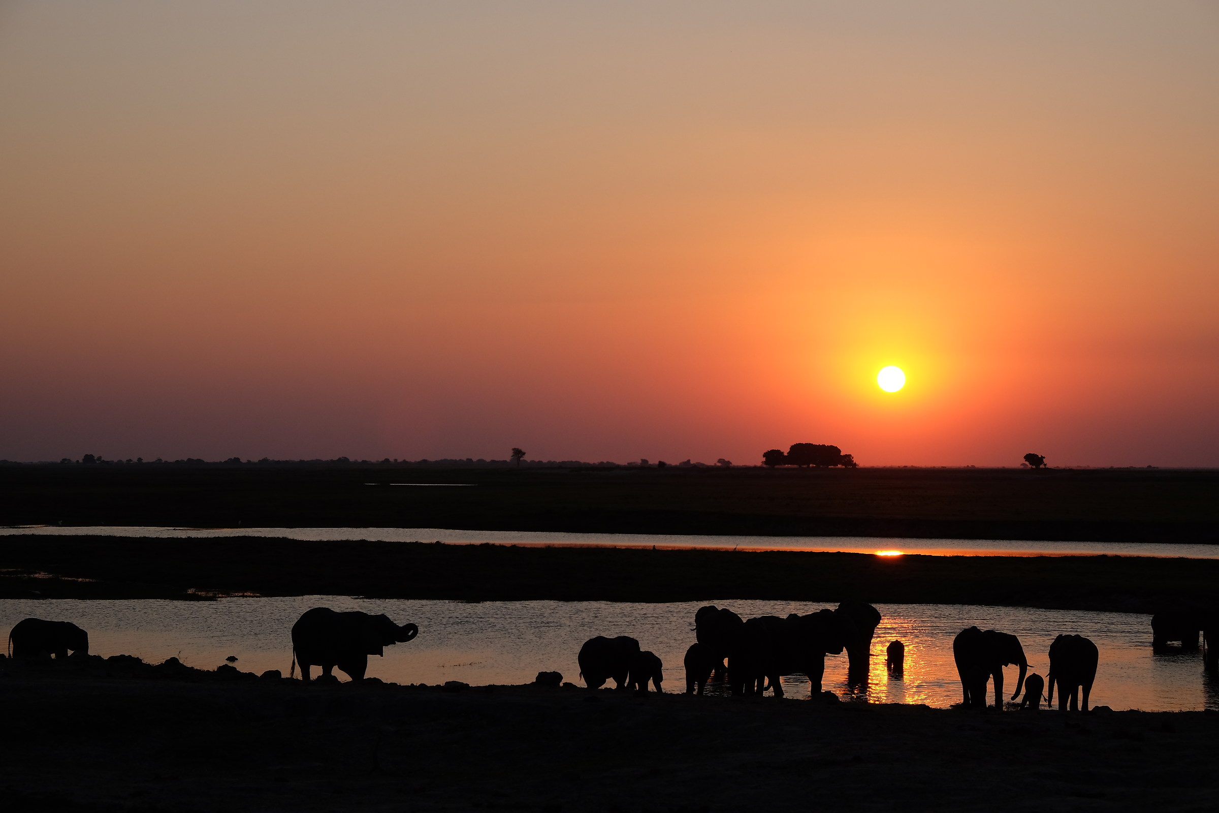 Elephants bathing