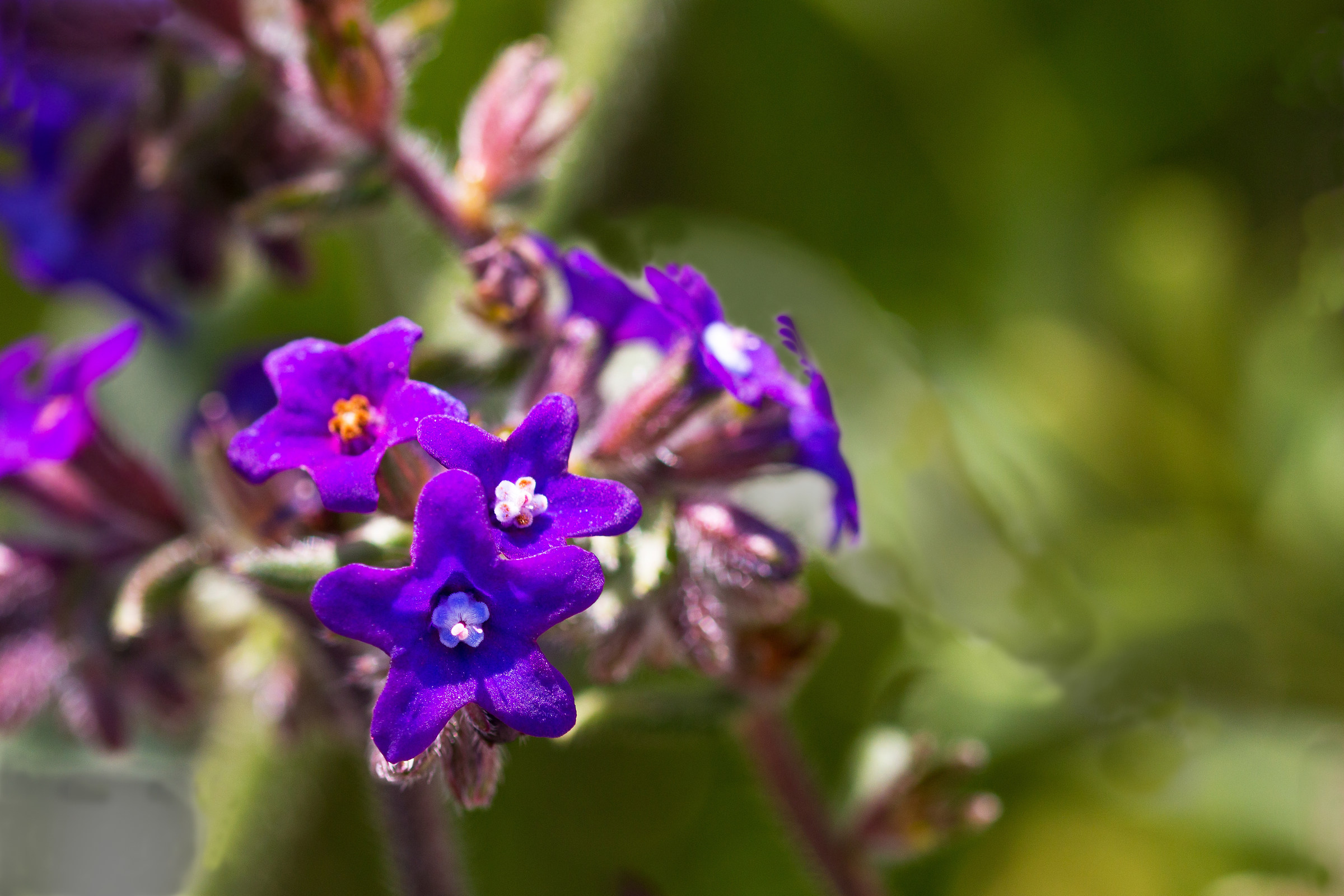 Anchusa officinalis L.