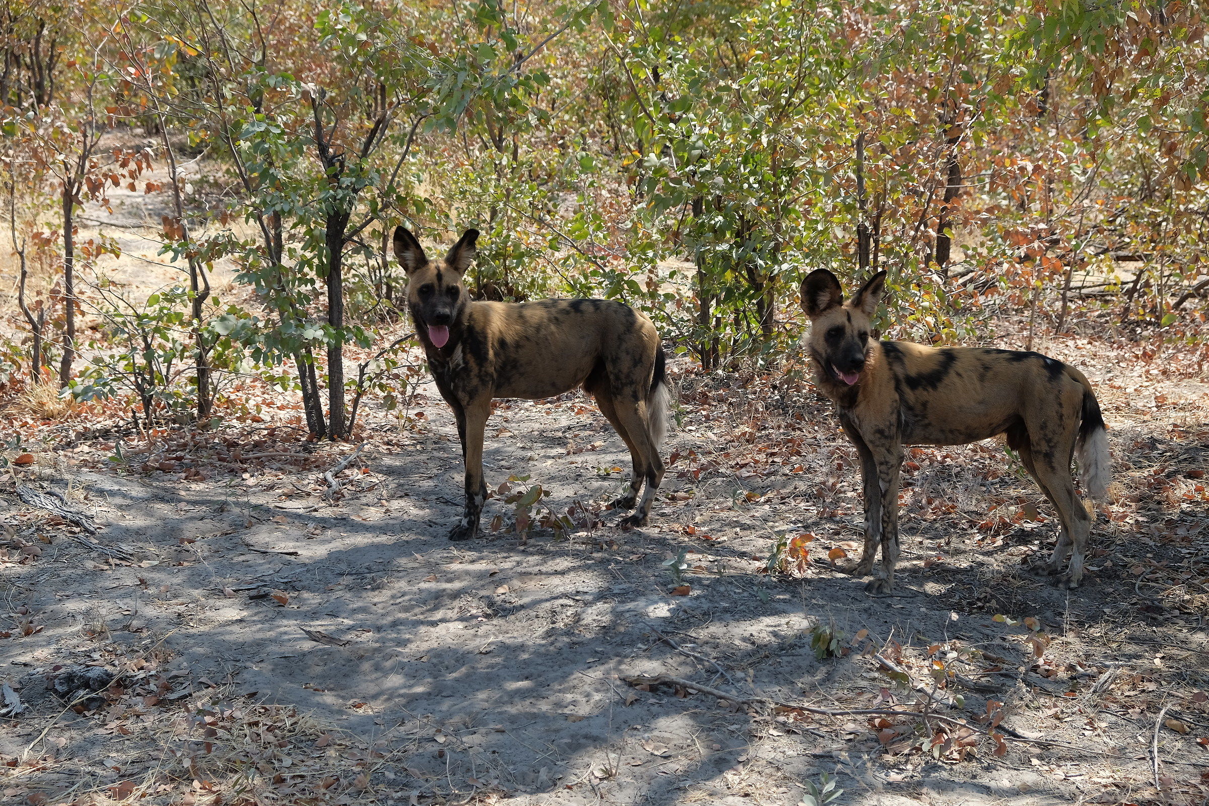 African wild dogs