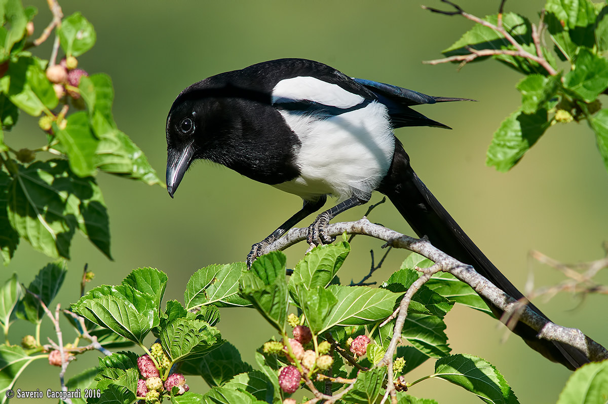 Aspettando i rigogoli...