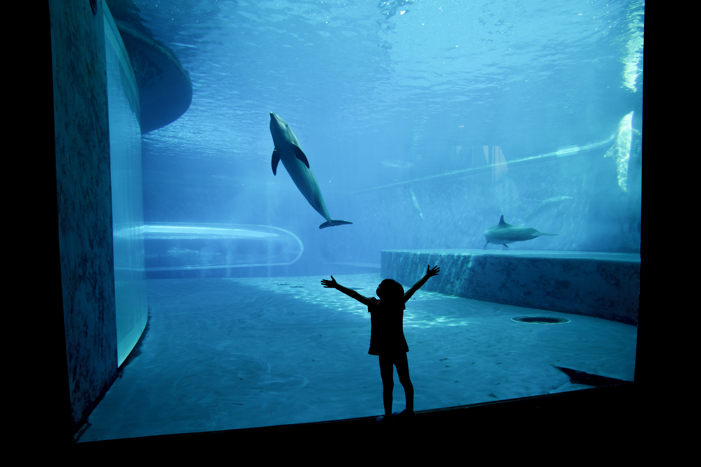 Andrea e i delfini...