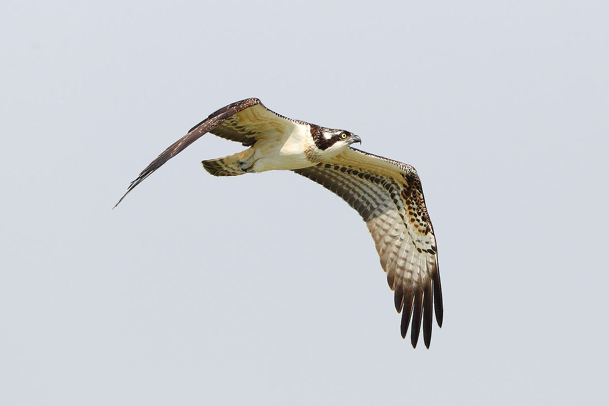 Osprey
